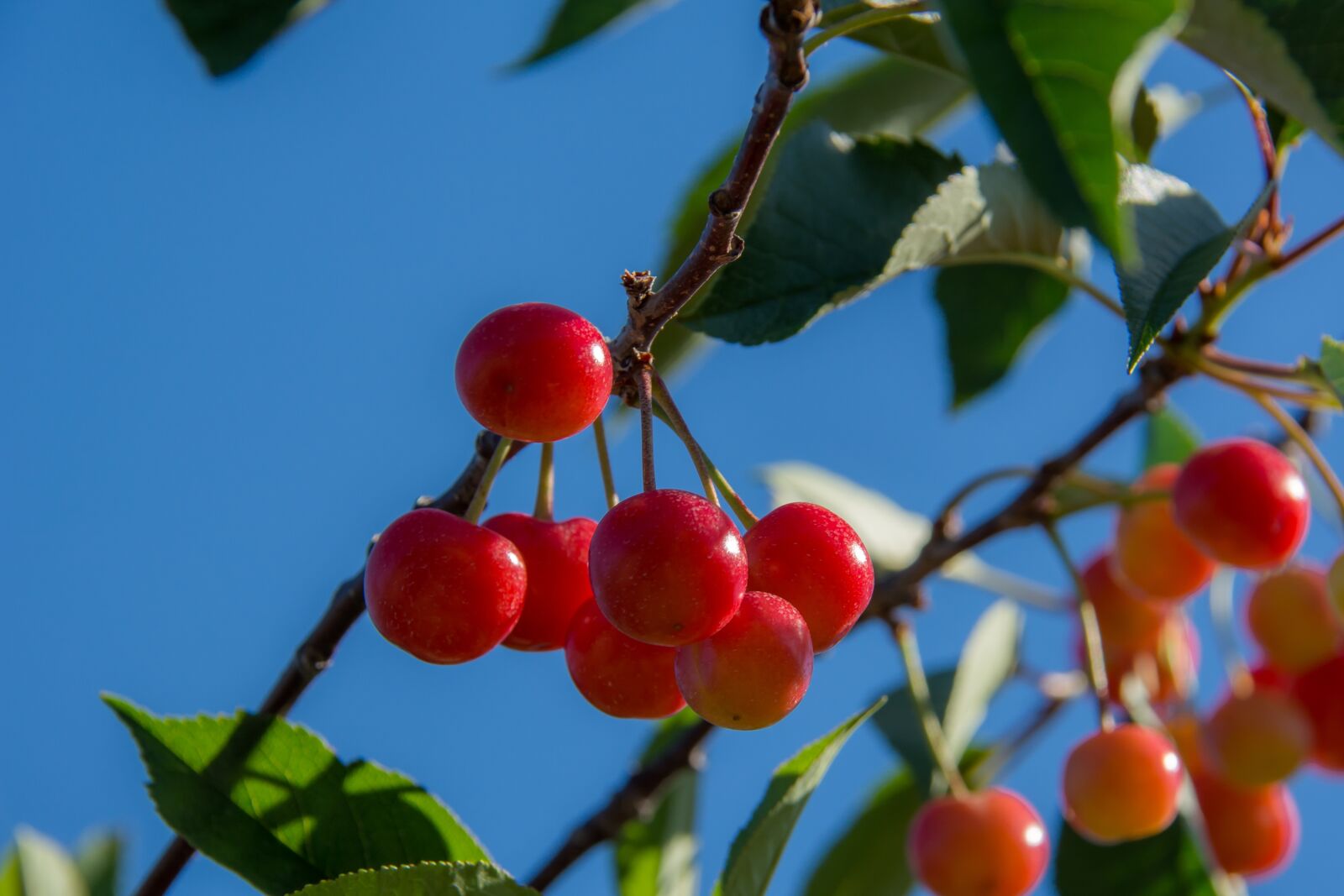Nikon D5200 sample photo. Cherries, branch, cherry photography