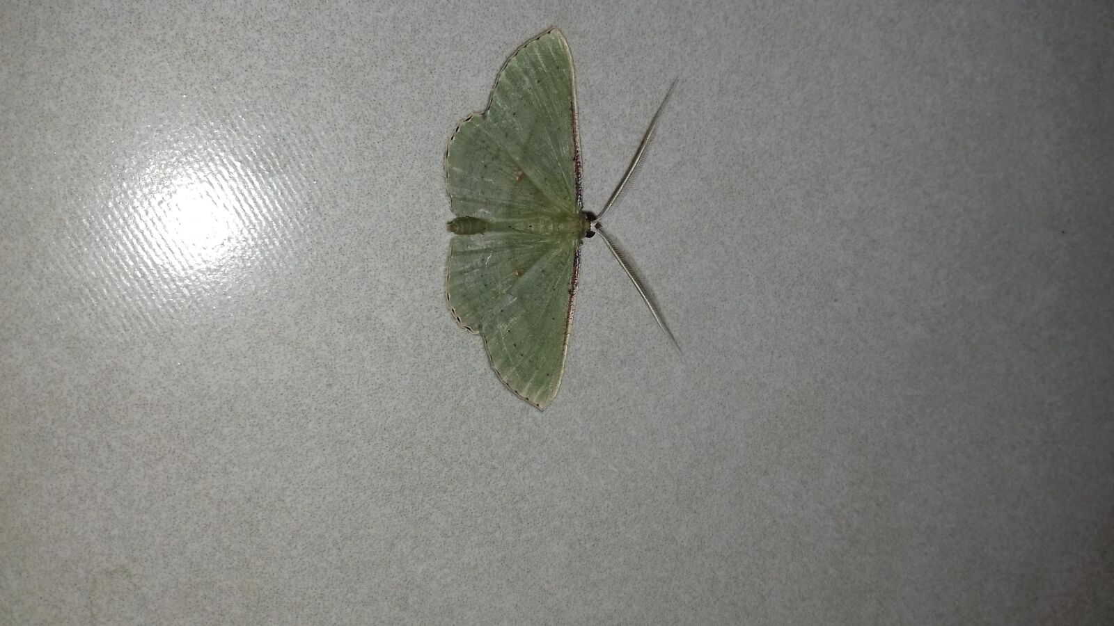 Samsung Galaxy J4 sample photo. Mariposa, butterfly, lepidopteran photography
