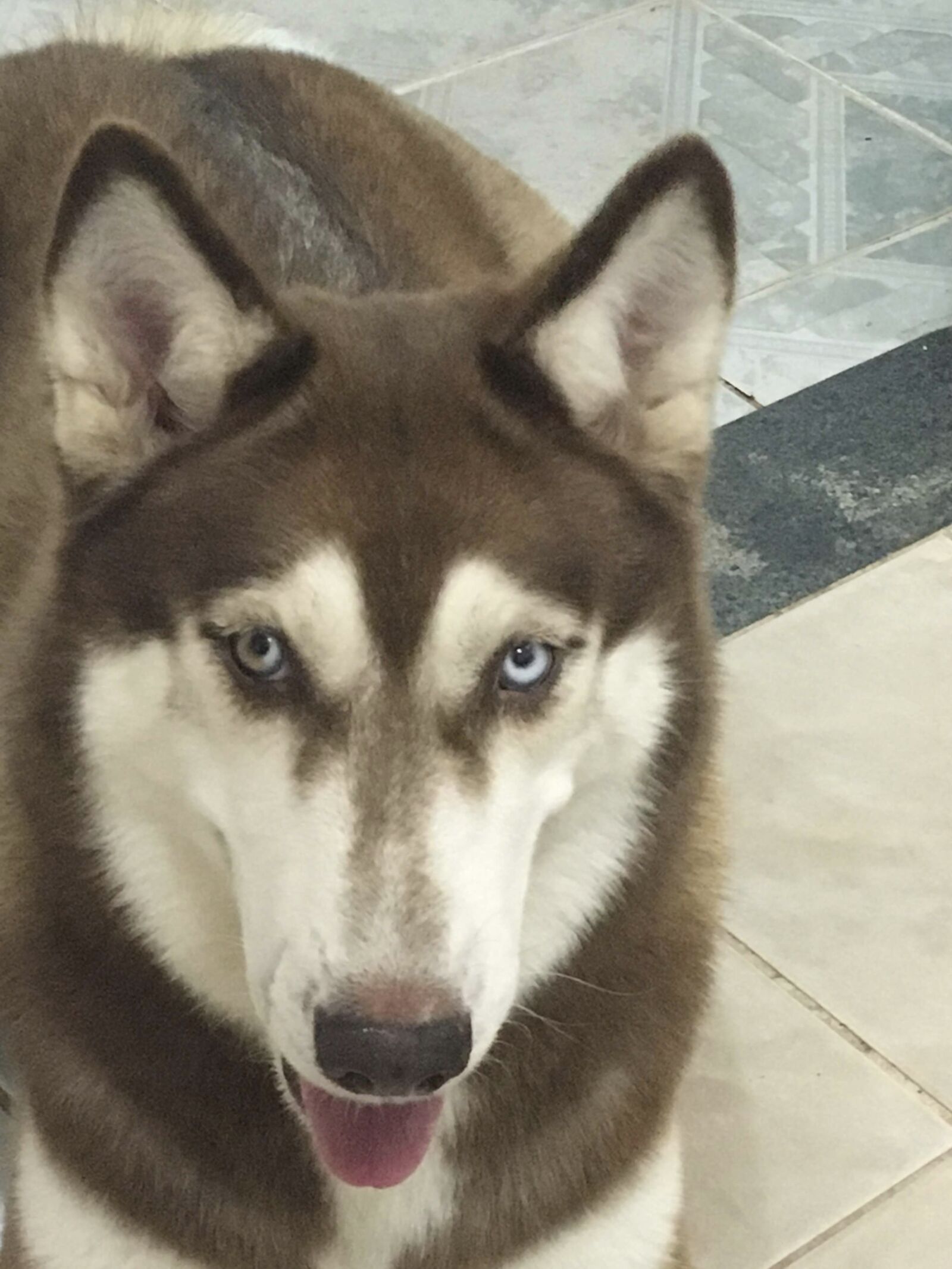 Apple iPhone 6s sample photo. Dog, husky, blue photography
