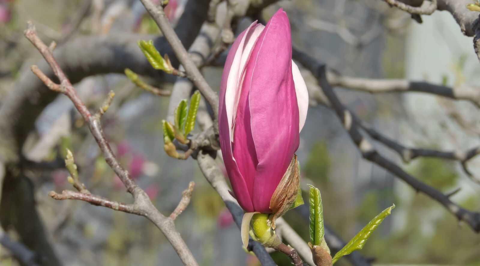 Nikon Coolpix P520 sample photo. Magnolia, tree, plant, flower photography
