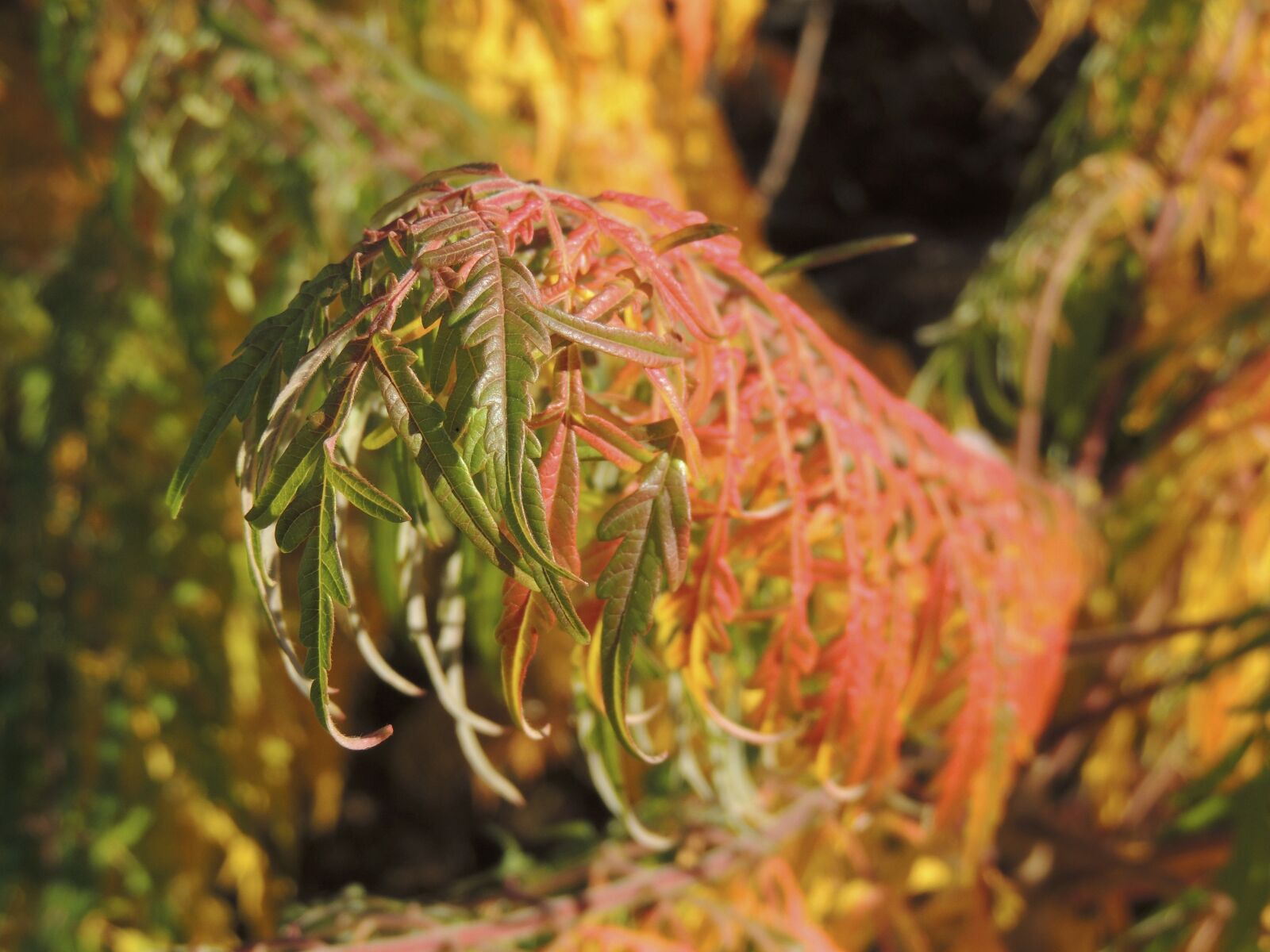 Nikon Coolpix P510 sample photo. Leaves, red, autumn photography