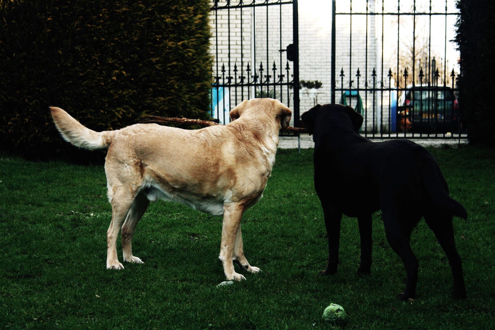 Canon EF-S 18-55mm F3.5-5.6 II sample photo. Cute dogs, purebred, young photography