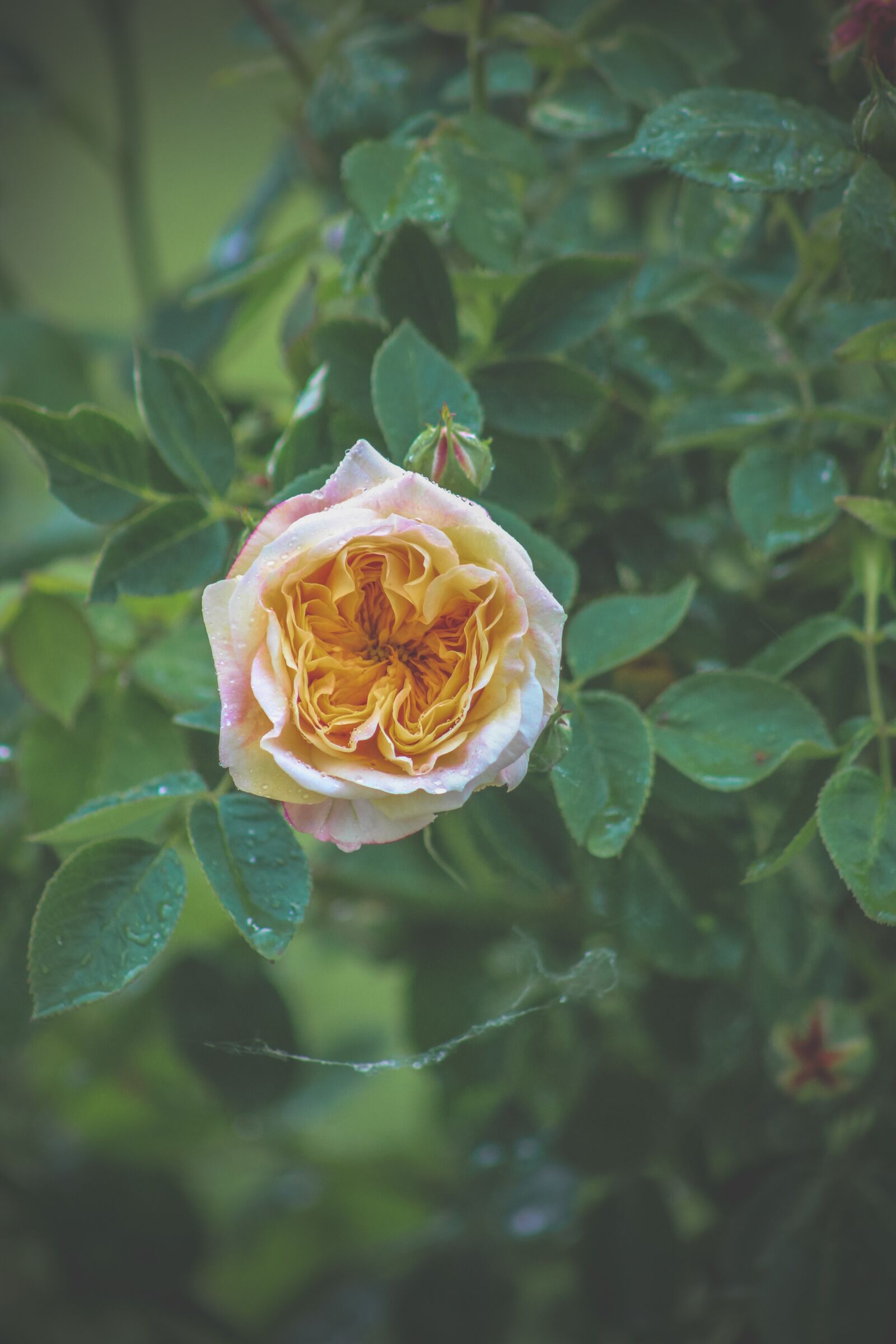 Canon EF75-300mm f/4-5.6 sample photo. Rose, nature, flower photography