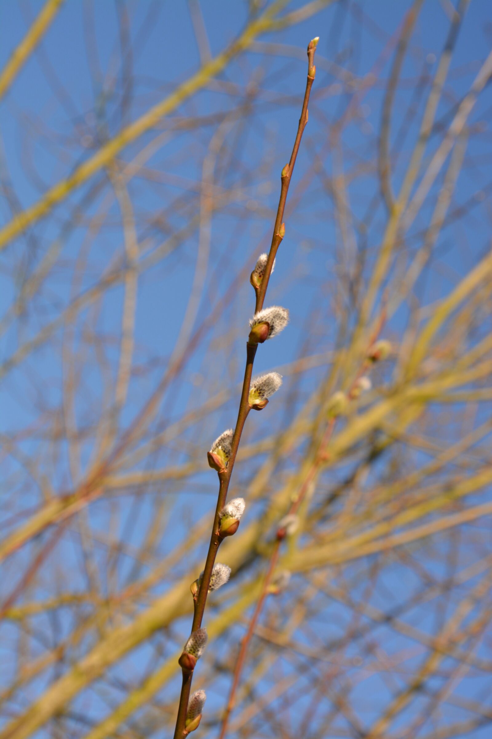 Nikon D5200 sample photo. Budding tree, buds, branch photography
