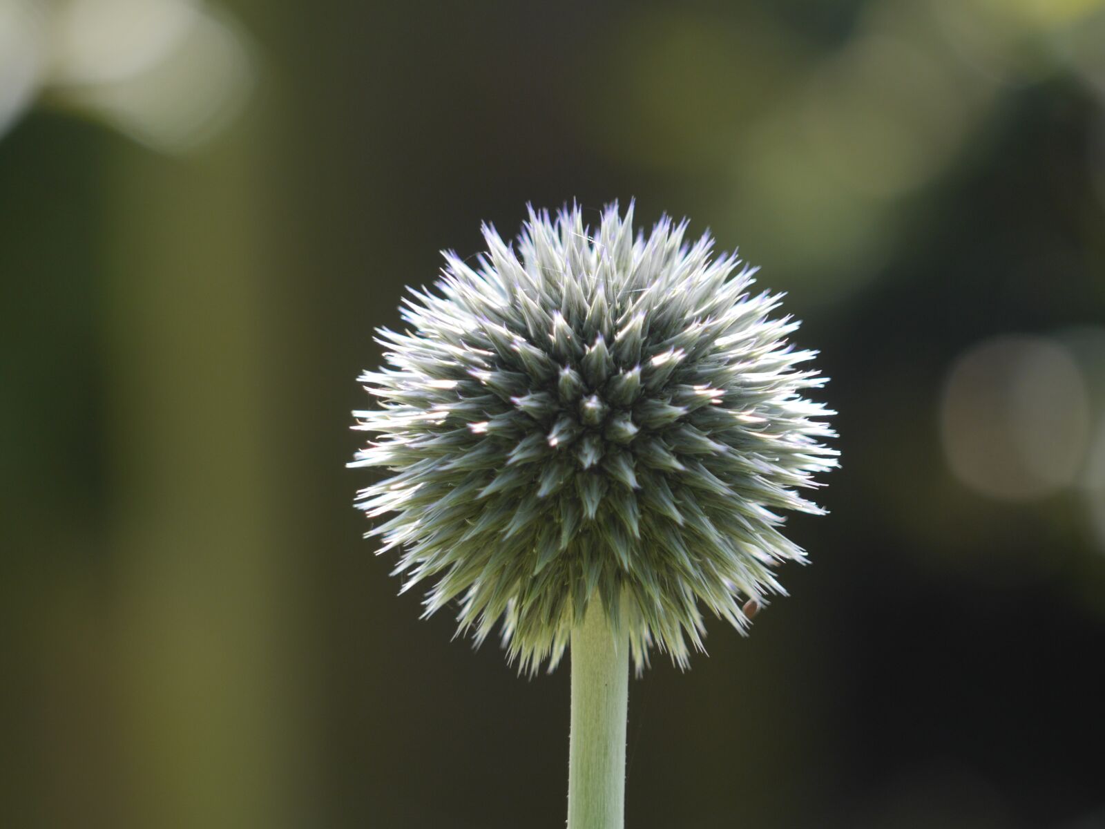 Panasonic Lumix DMC-GH3 sample photo. Flower, round, floral photography