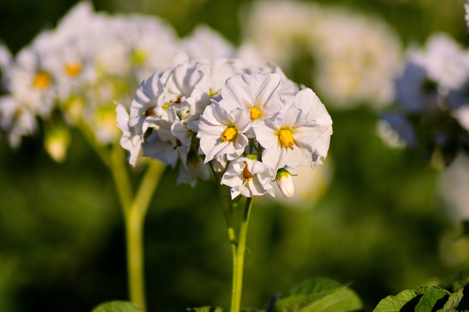 Nikon D3300 sample photo. Flower, nature, plant photography