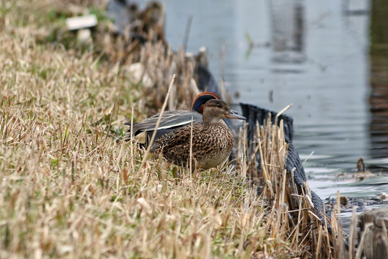 Nikon 1 J5 + VR 55-200mm f/4-5.6G sample photo. Animal, duck, teal photography
