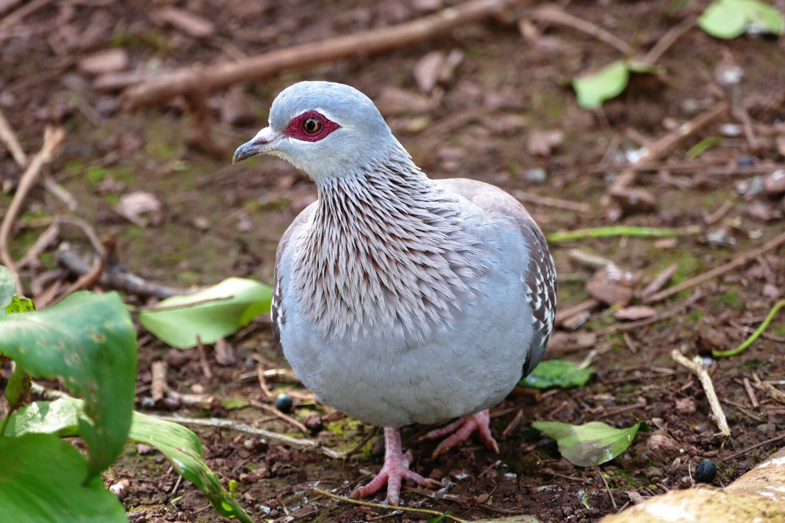 Panasonic Lumix DMC-FZ1000 sample photo. Speckled pigeon, rock pigeon photography