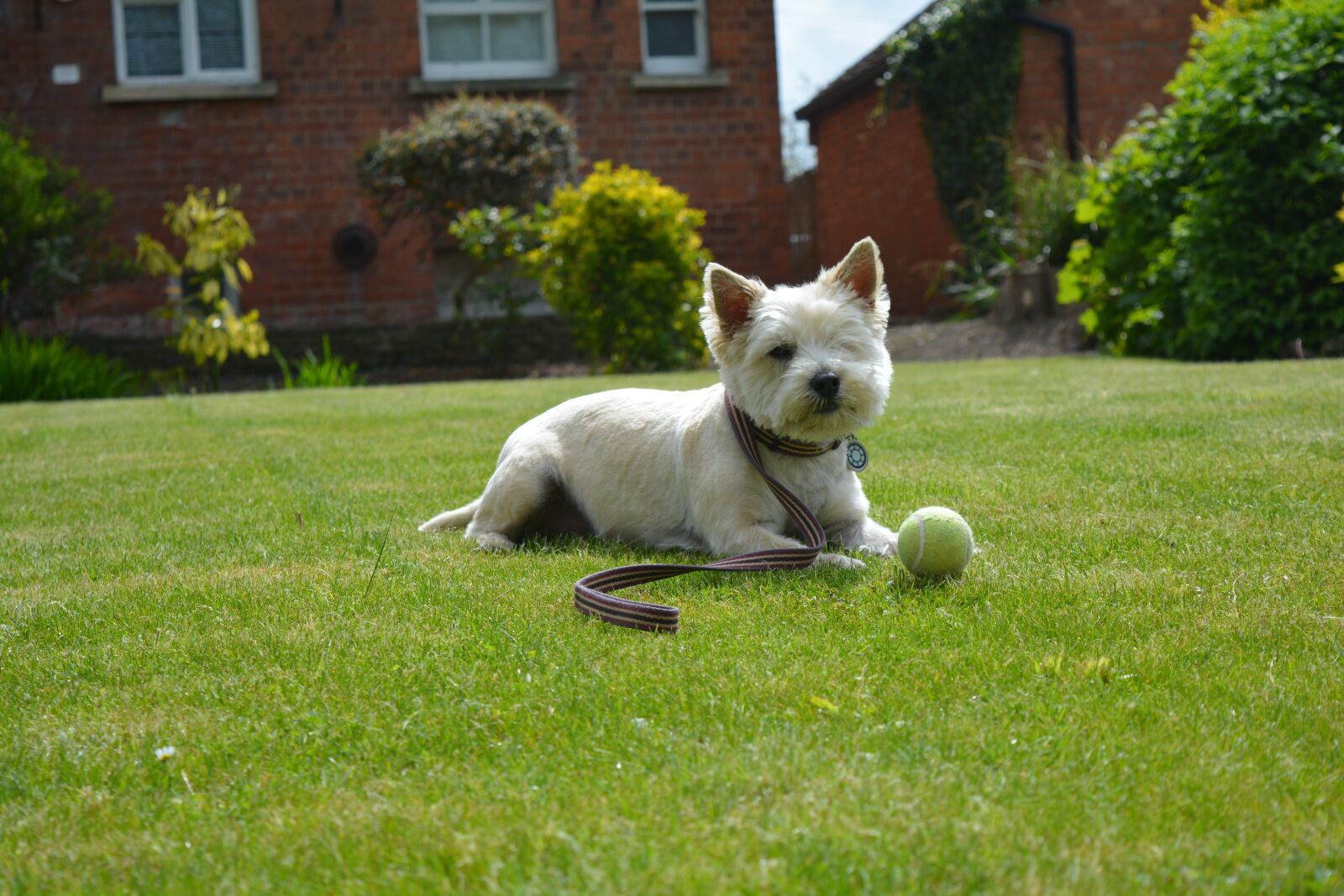 Nikon D5200 sample photo. Cairn terrier, terrier, dog photography