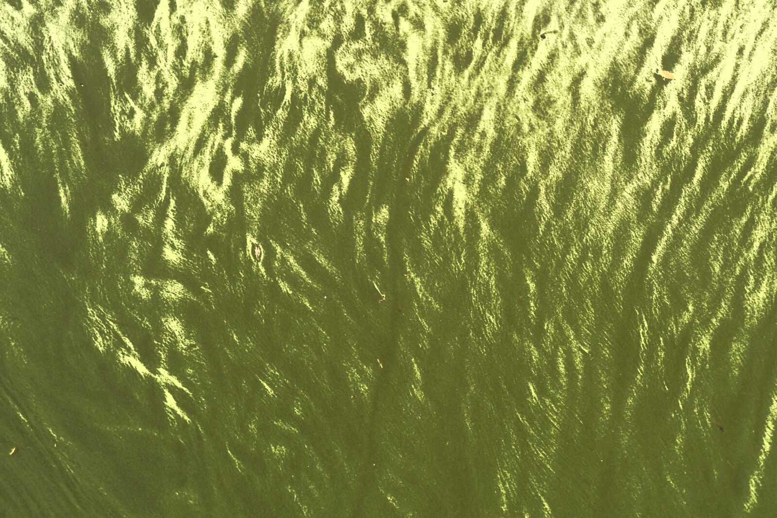 Nikon D7500 sample photo. Algae, alga, water surface photography