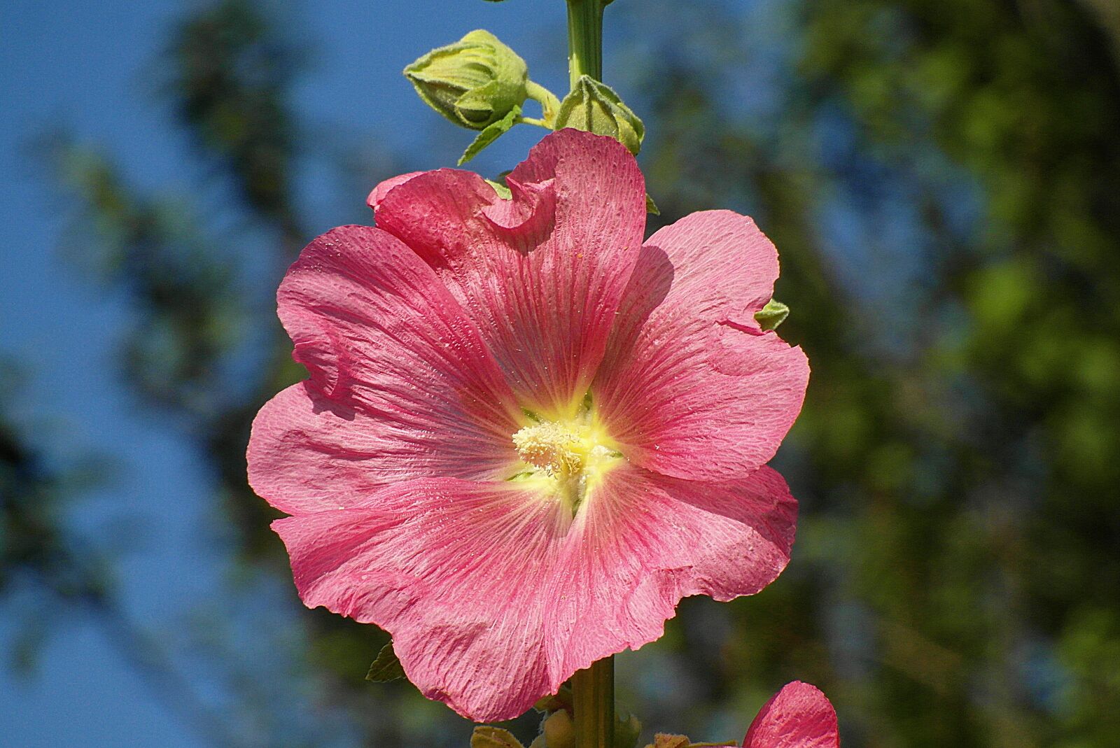 Samsung WB750 sample photo. Mallow, malva, flower photography