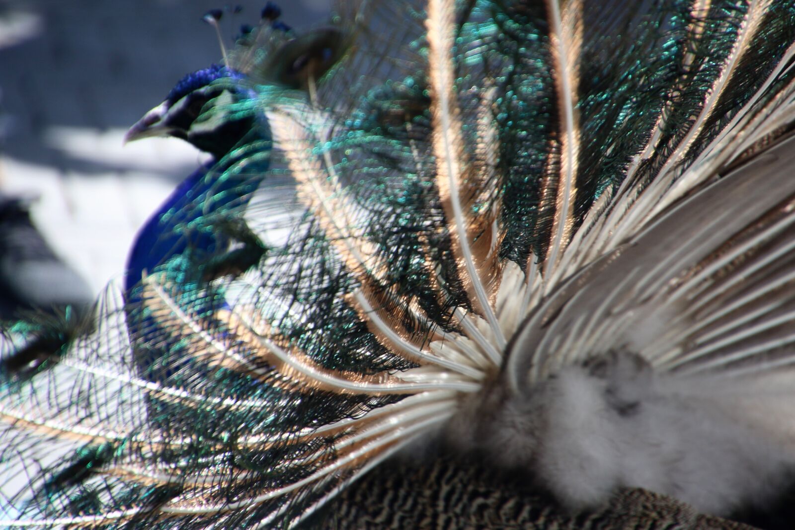 Canon EOS 7D Mark II sample photo. Animal, bird, blue, blue photography