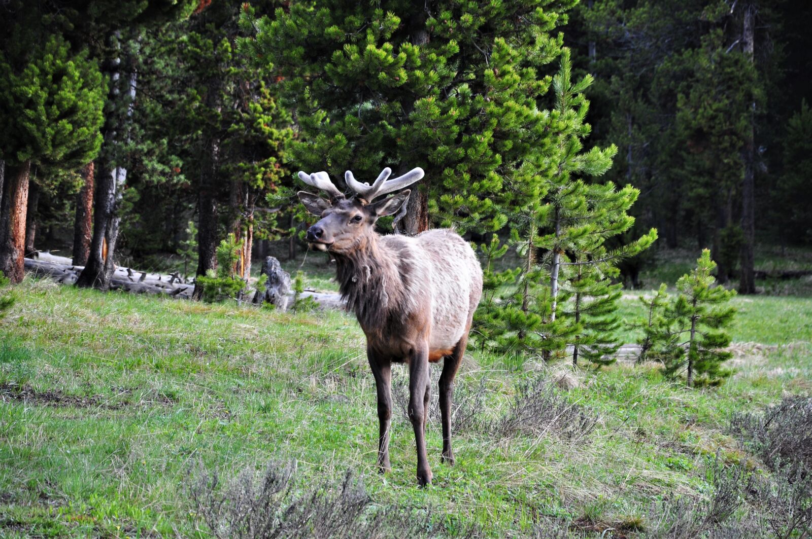 Nikon D90 sample photo. Deer, nature, antlers photography