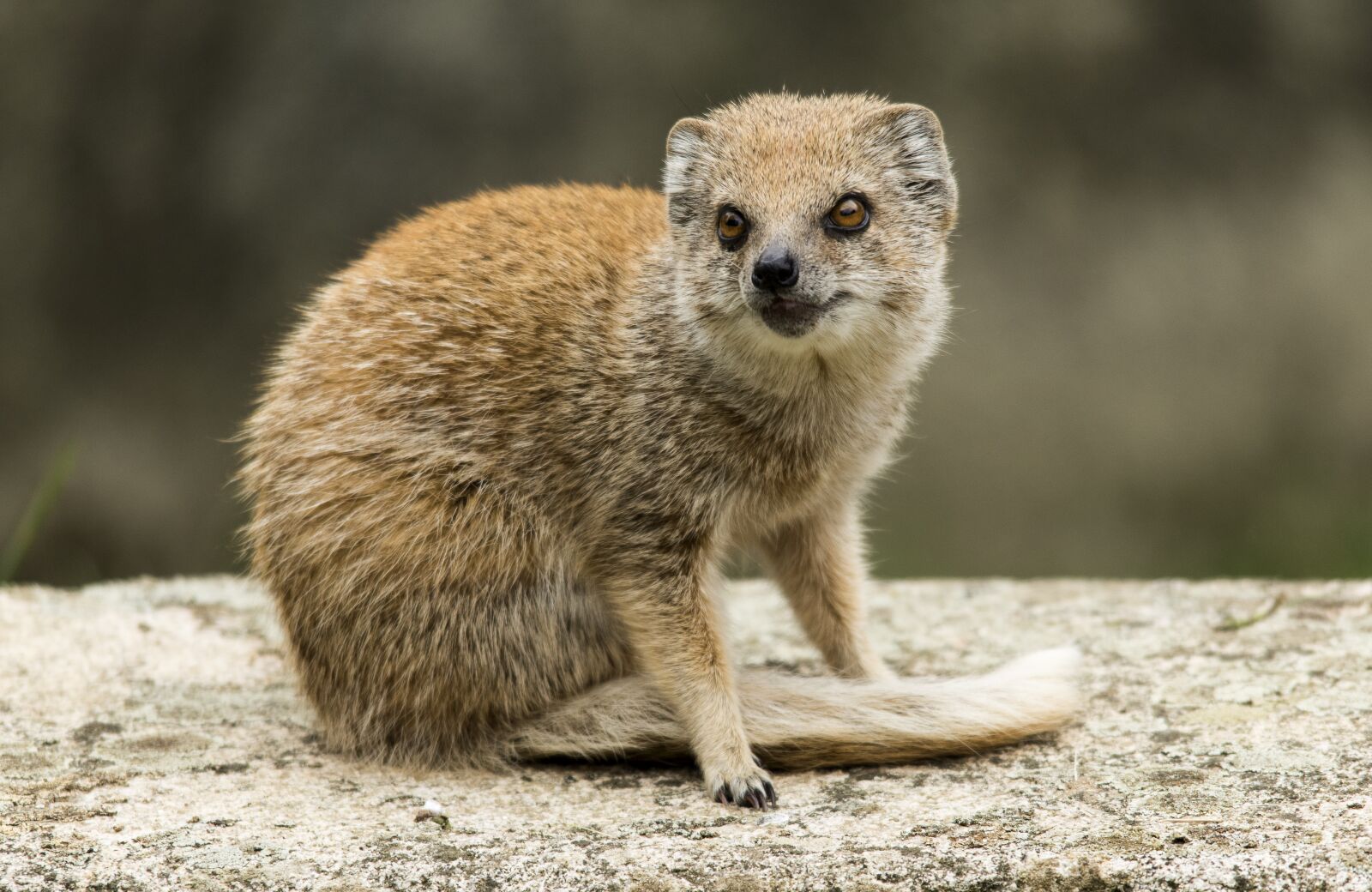 Nikon D5600 sample photo. Mongoose, carnivore, fur photography
