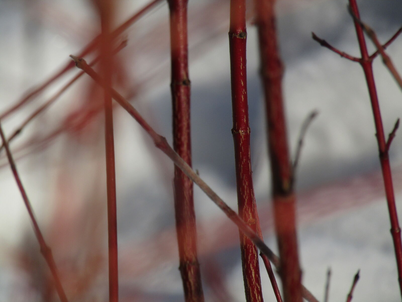 Canon PowerShot SX420 IS sample photo