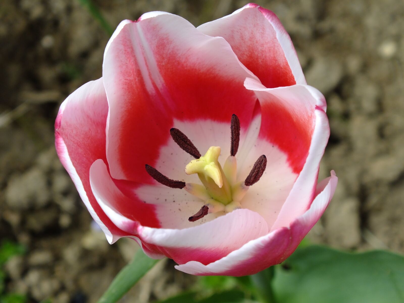 Fujifilm FinePix HS35EXR sample photo. Tulip, flower, garden photography