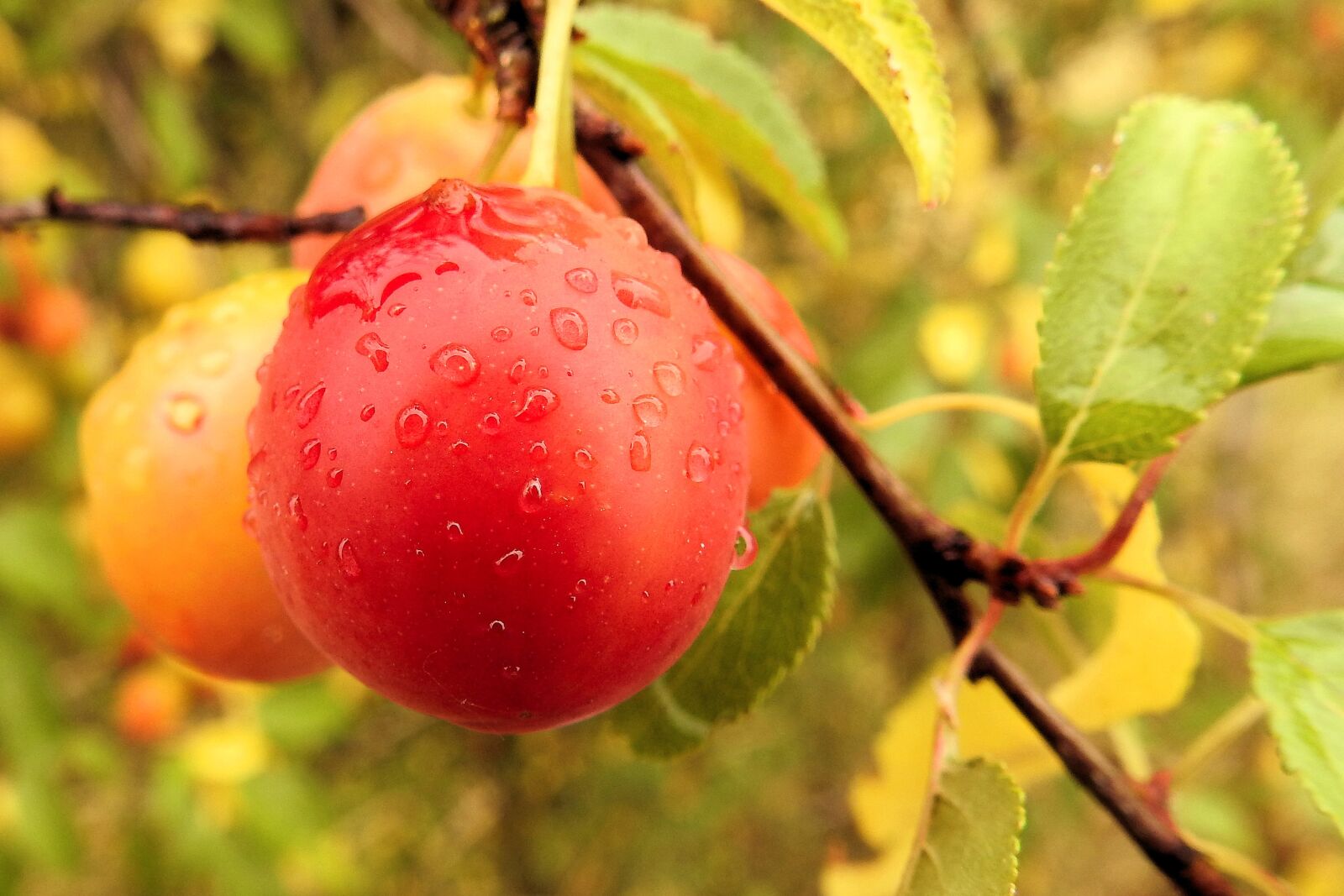 Nikon Coolpix P900 sample photo. Yellow plums, cherry plum photography