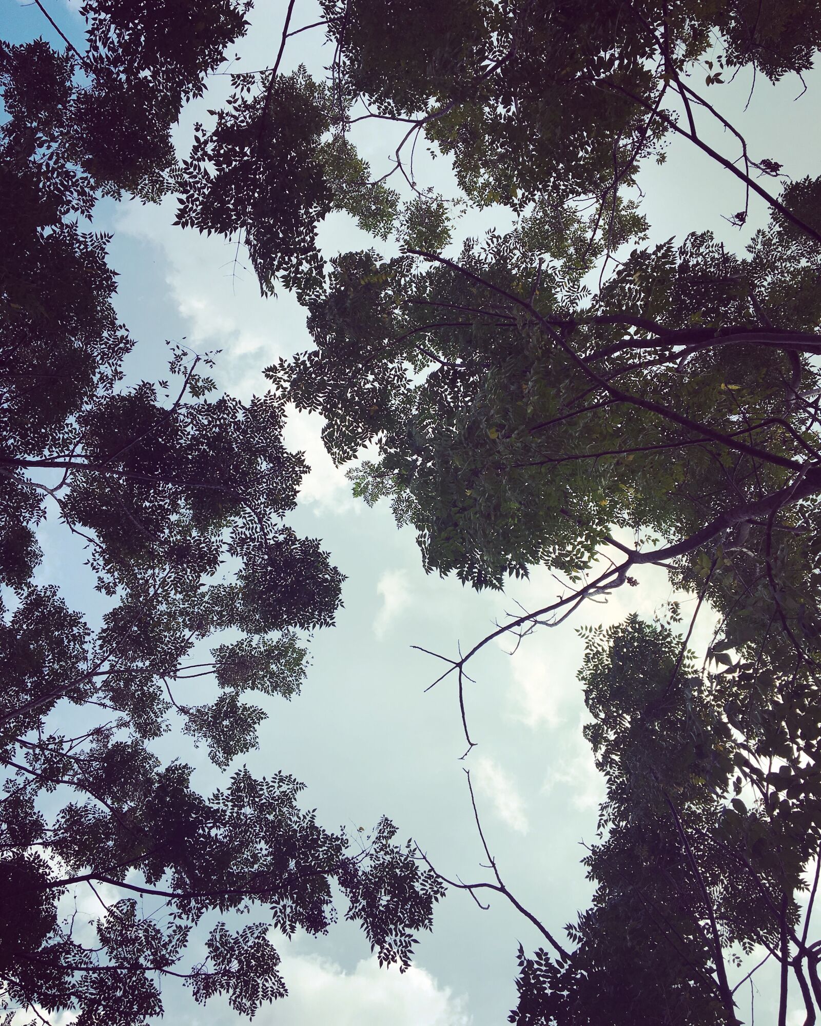 iPhone 6s back camera 4.15mm f/2.2 sample photo. Trees, leaves, sky photography