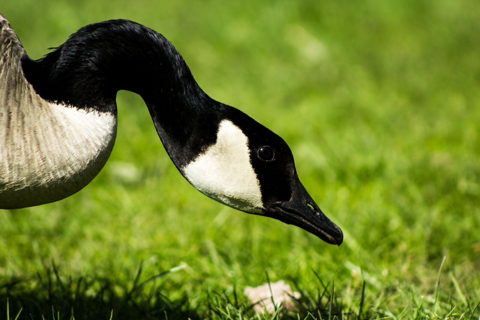 Canon EF 75-300mm f/4-5.6 sample photo. Animal, bird, goose, nature photography
