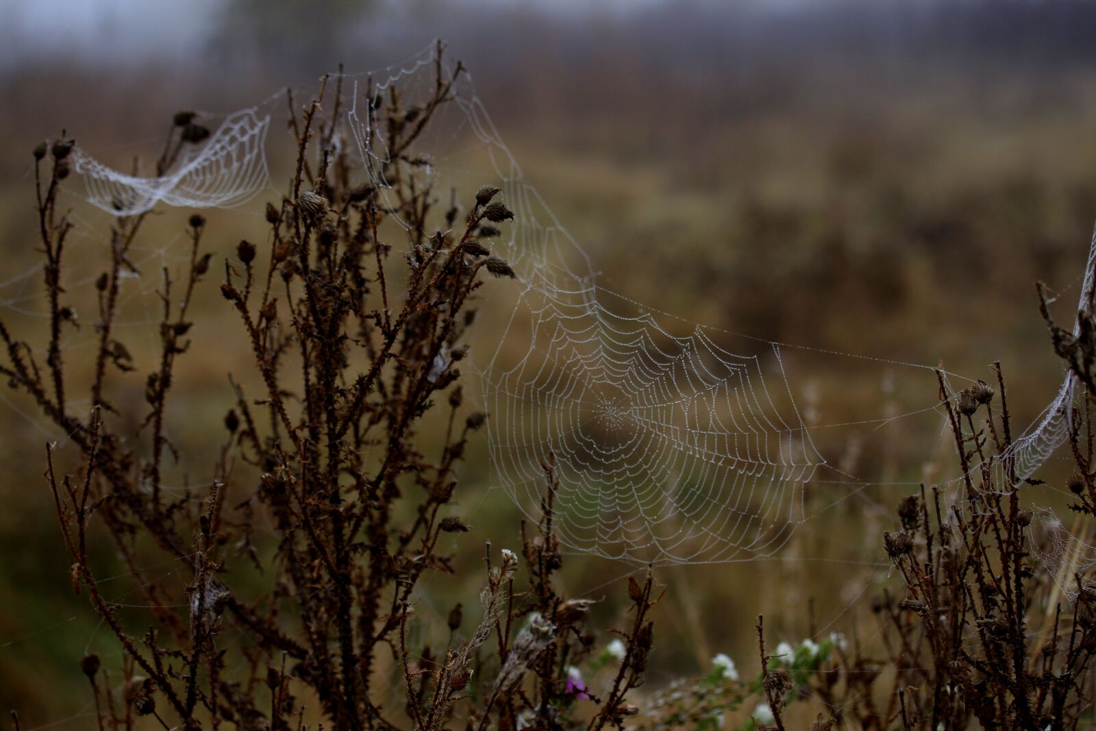 Canon EF-S 60mm F2.8 Macro USM sample photo. Spider web, wet, hooked photography