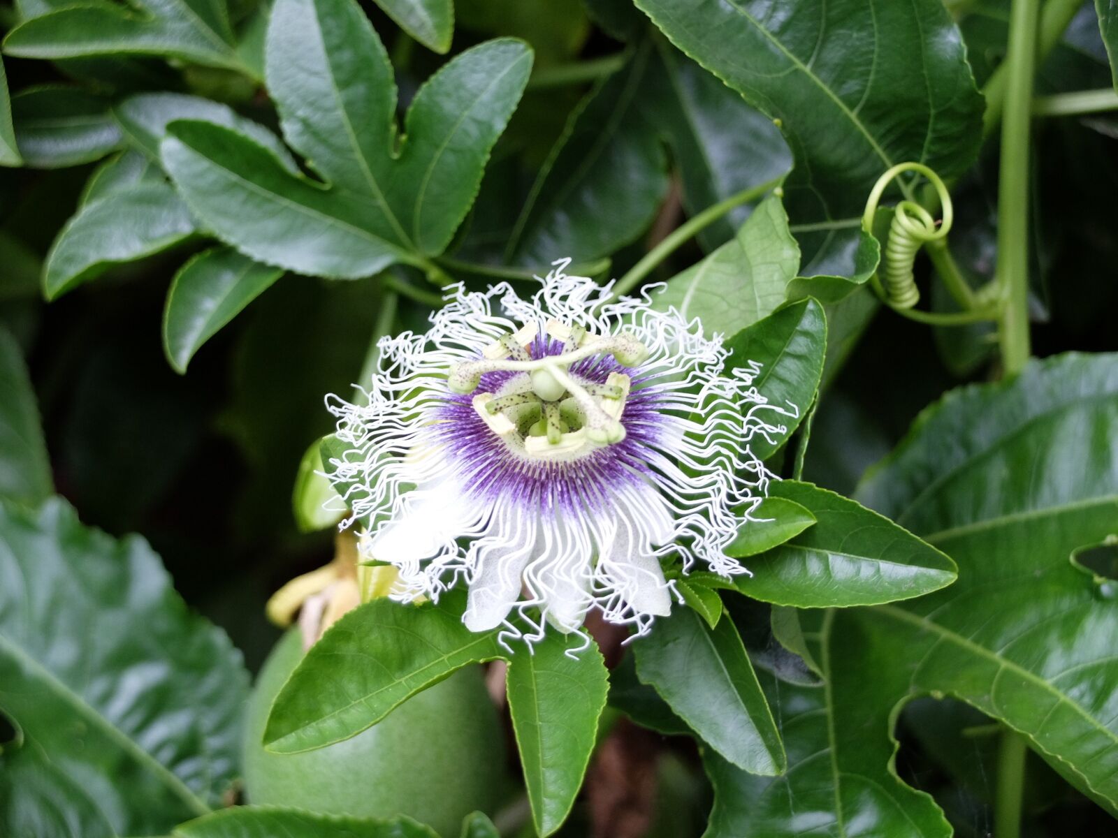 Fujifilm X30 sample photo. Passion fruit, blossom, flower photography