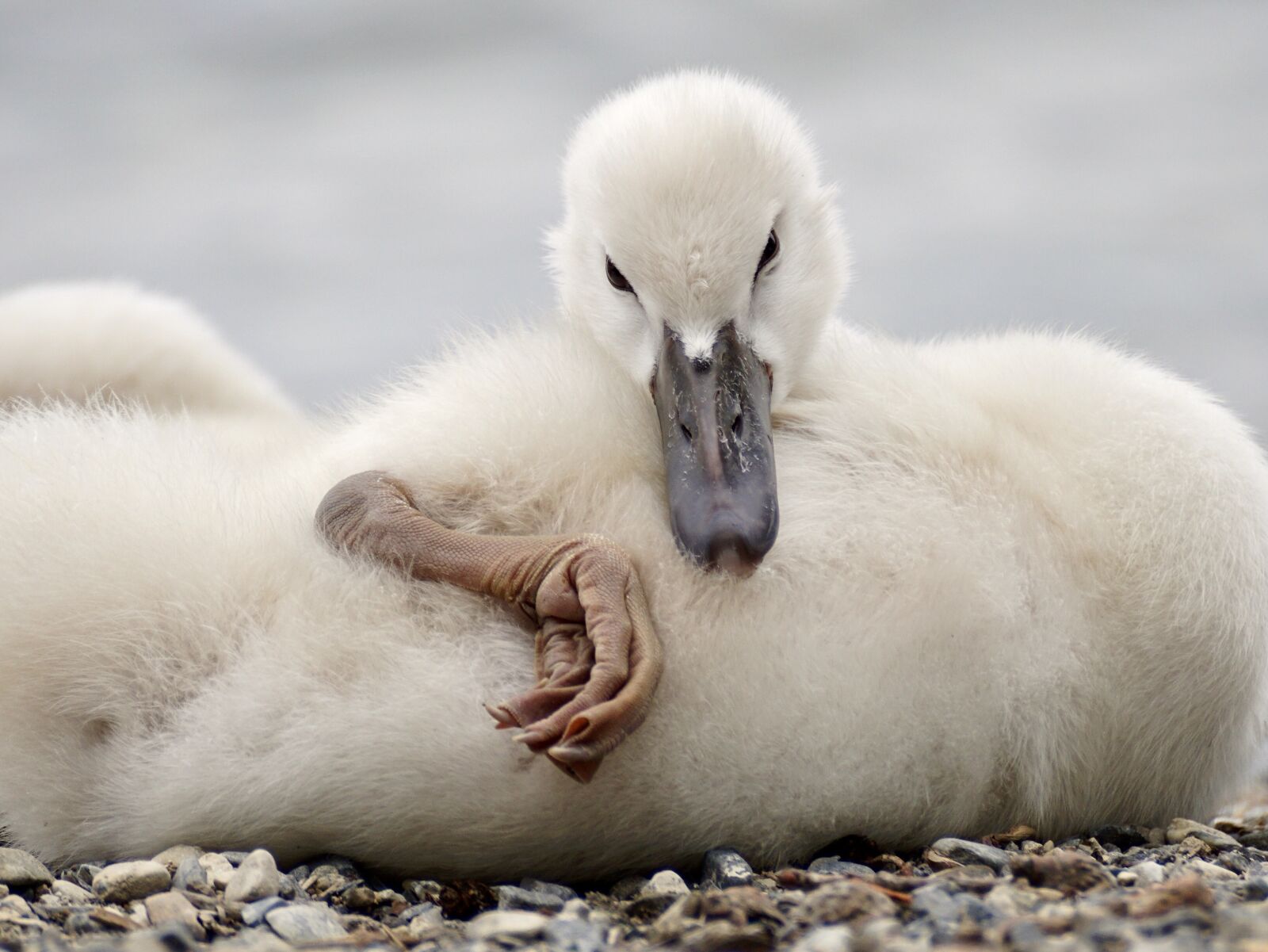 Sony DT 55-300mm F4.5-5.6 SAM sample photo. Swan, chicks, white photography