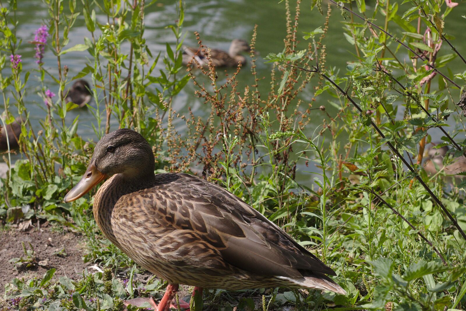 Canon EOS 750D (EOS Rebel T6i / EOS Kiss X8i) sample photo. Duck, pond, lake photography