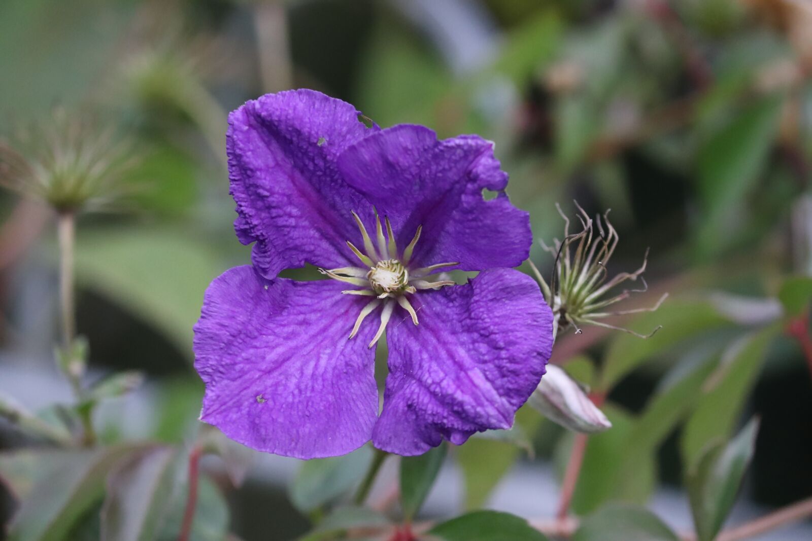 Canon EOS 200D (EOS Rebel SL2 / EOS Kiss X9) sample photo. Clematis, blossom, bloom photography