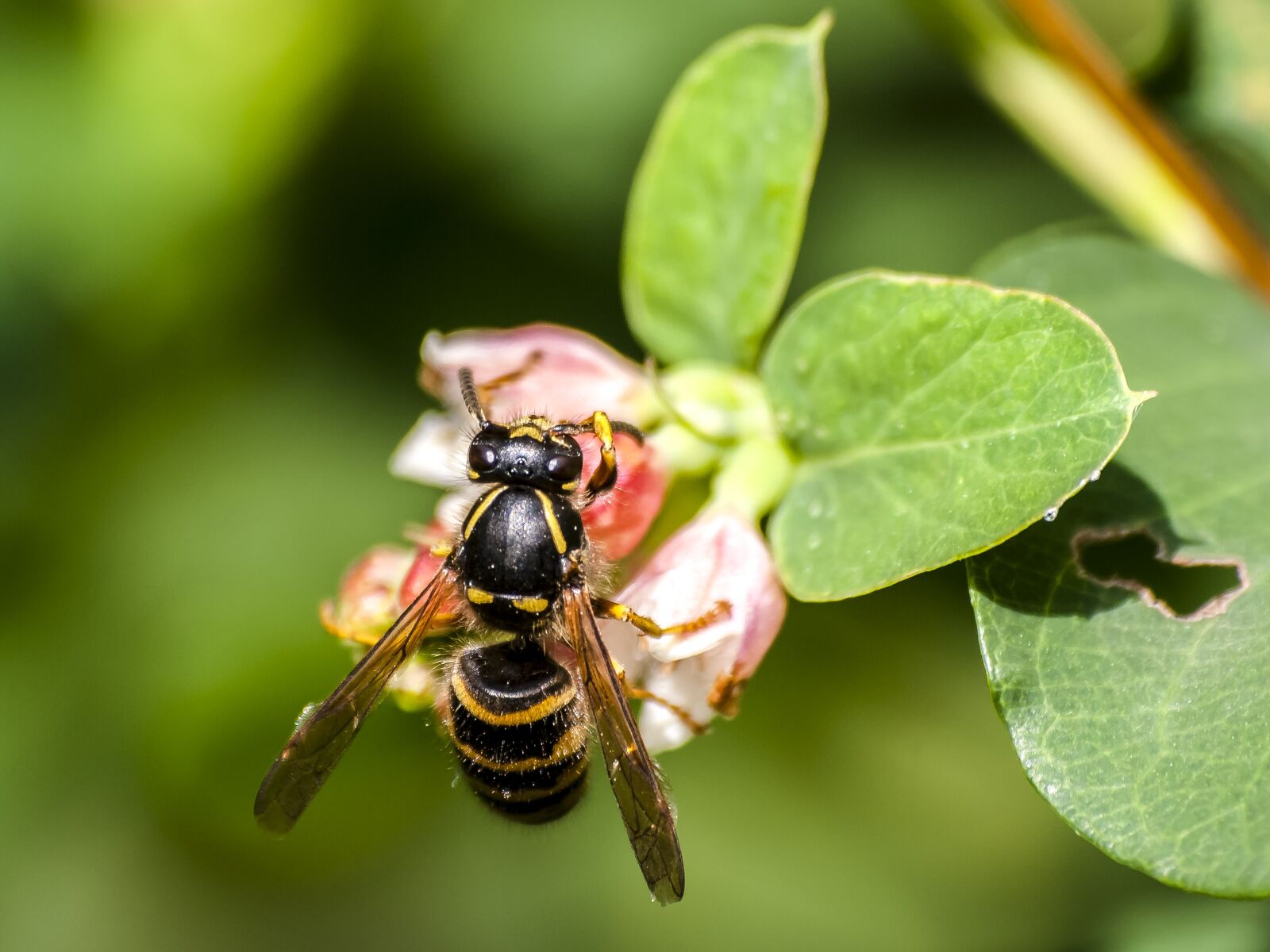 Olympus E-3 sample photo. Wasp, insect, nature photography