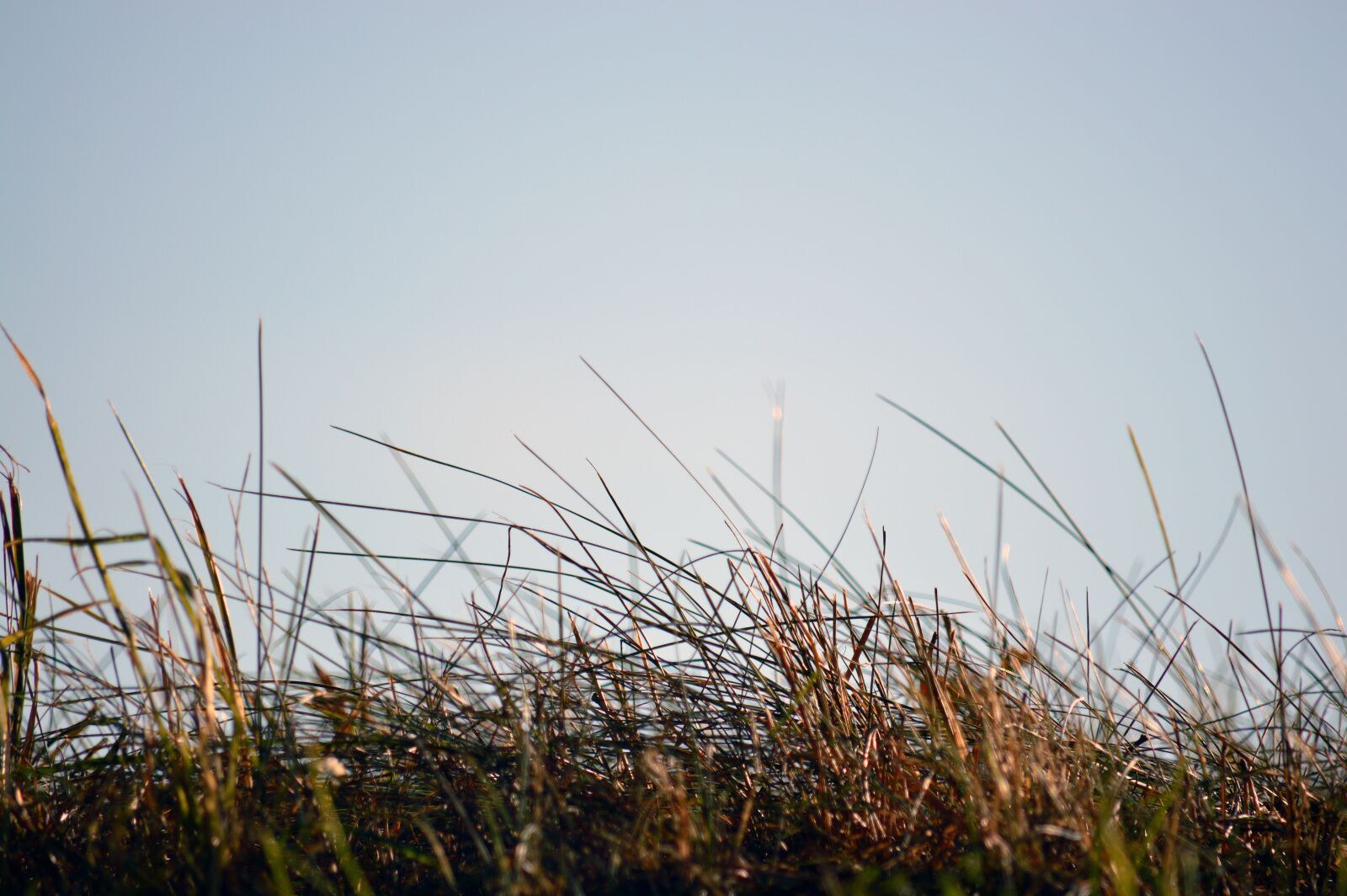 Nikon D3200 sample photo. Grass, green, nature photography