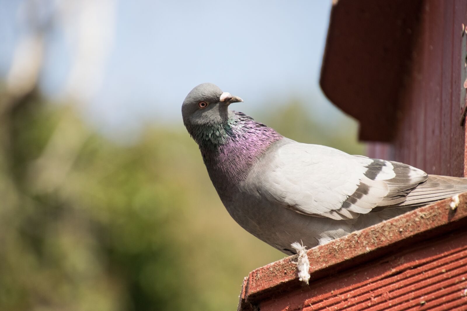 Nikon D3300 sample photo. Bird, nature, dove photography