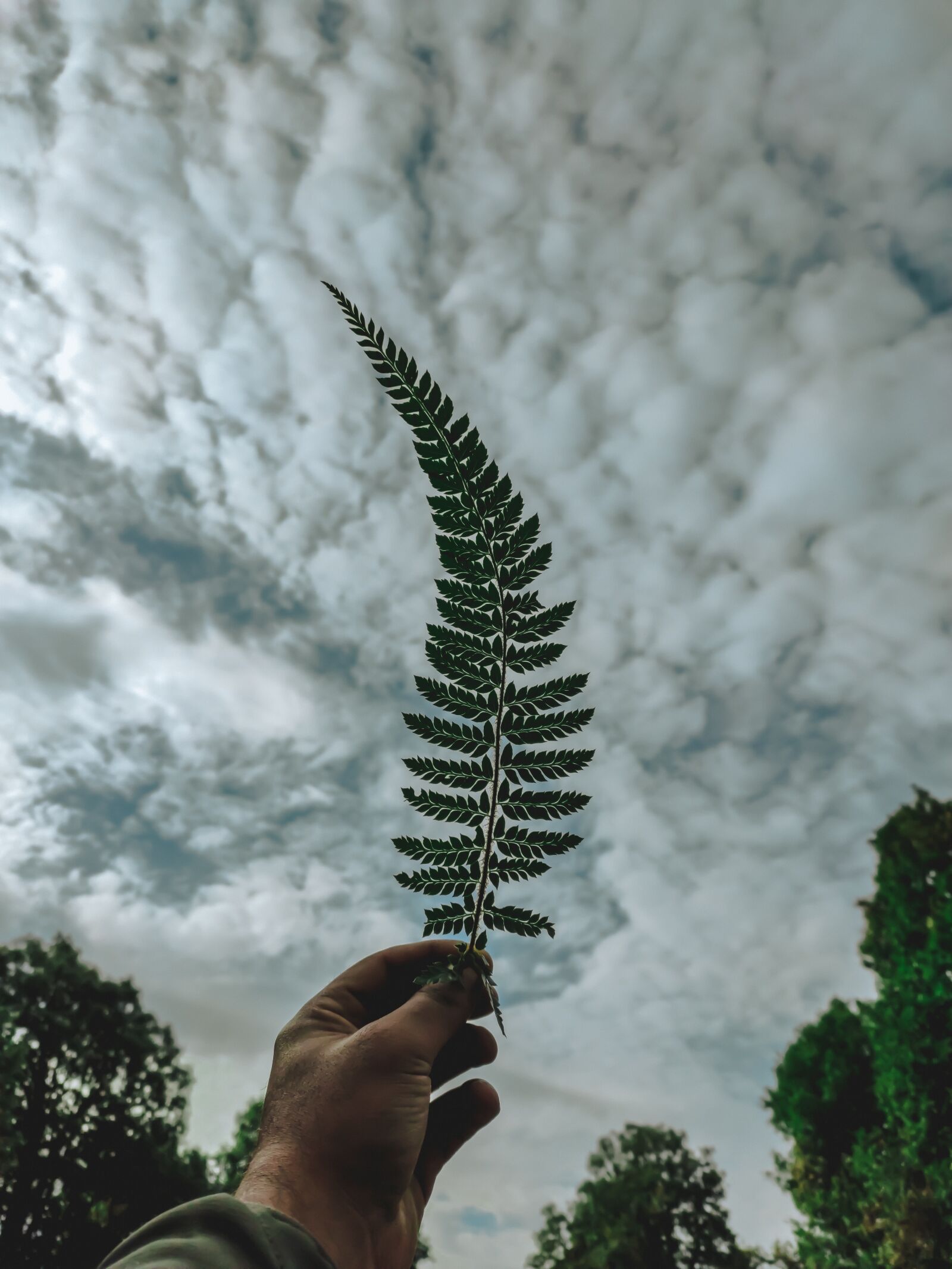 Xiaomi Redmi Note 7 Pro sample photo. Fern, trees, forest photography