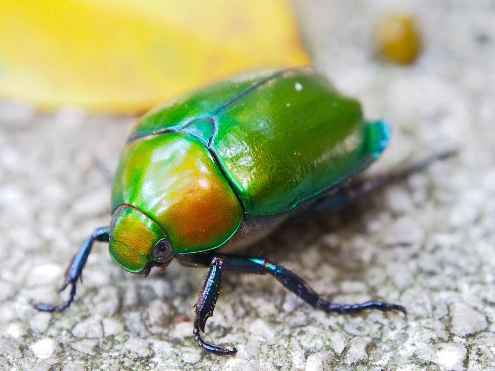 Olympus OM-D E-M5 sample photo. Beetle, macro, insect photography