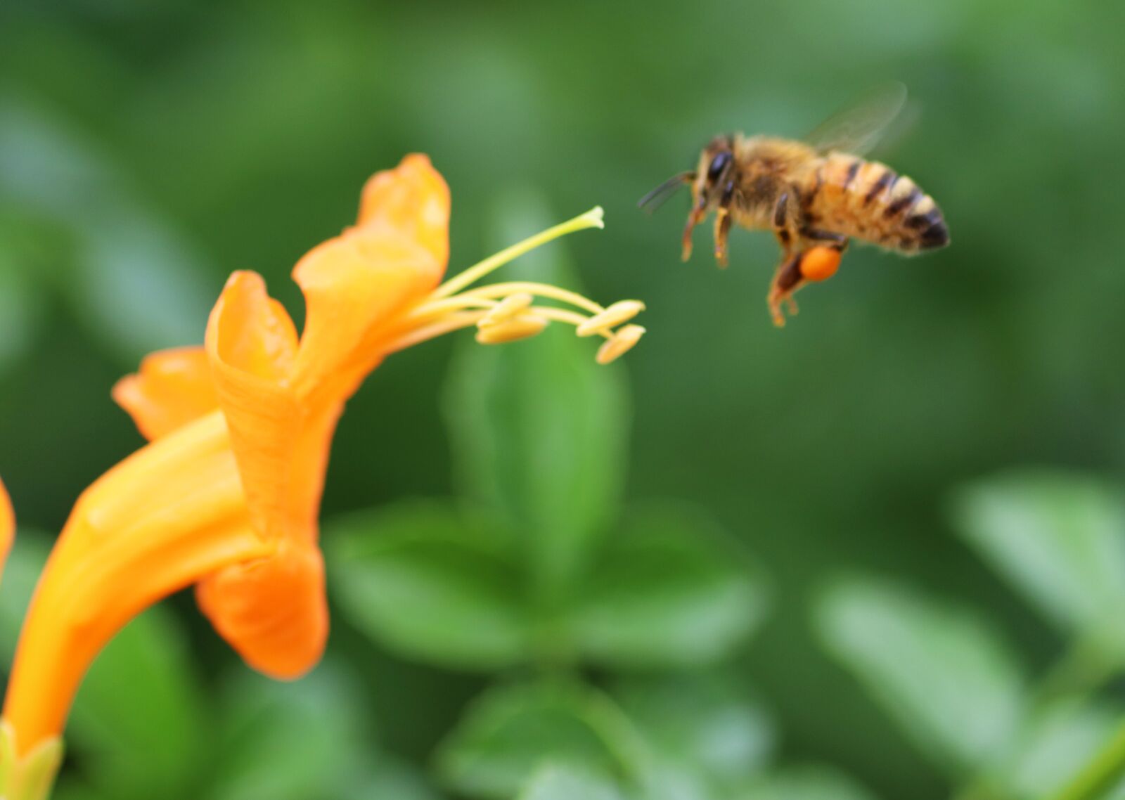 Tamron SP 90mm F2.8 Di VC USD 1:1 Macro sample photo. Bee, insect, pollen photography