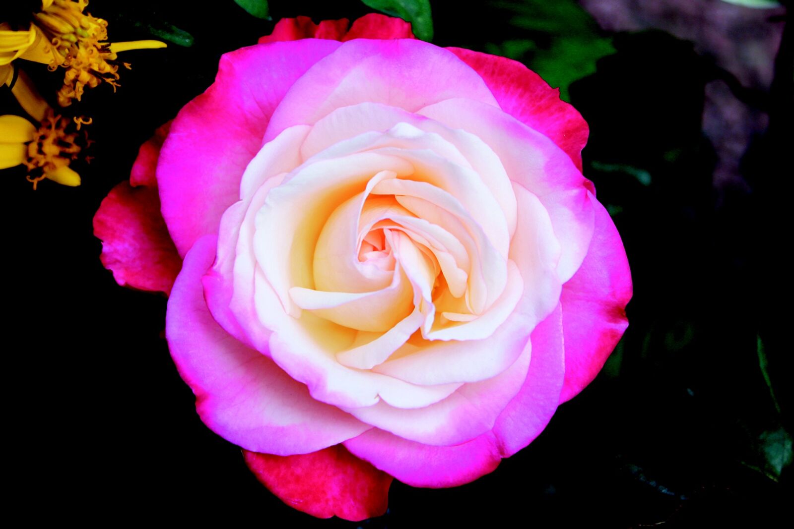 Canon EOS 600D (Rebel EOS T3i / EOS Kiss X5) sample photo. Rose, white, pink photography
