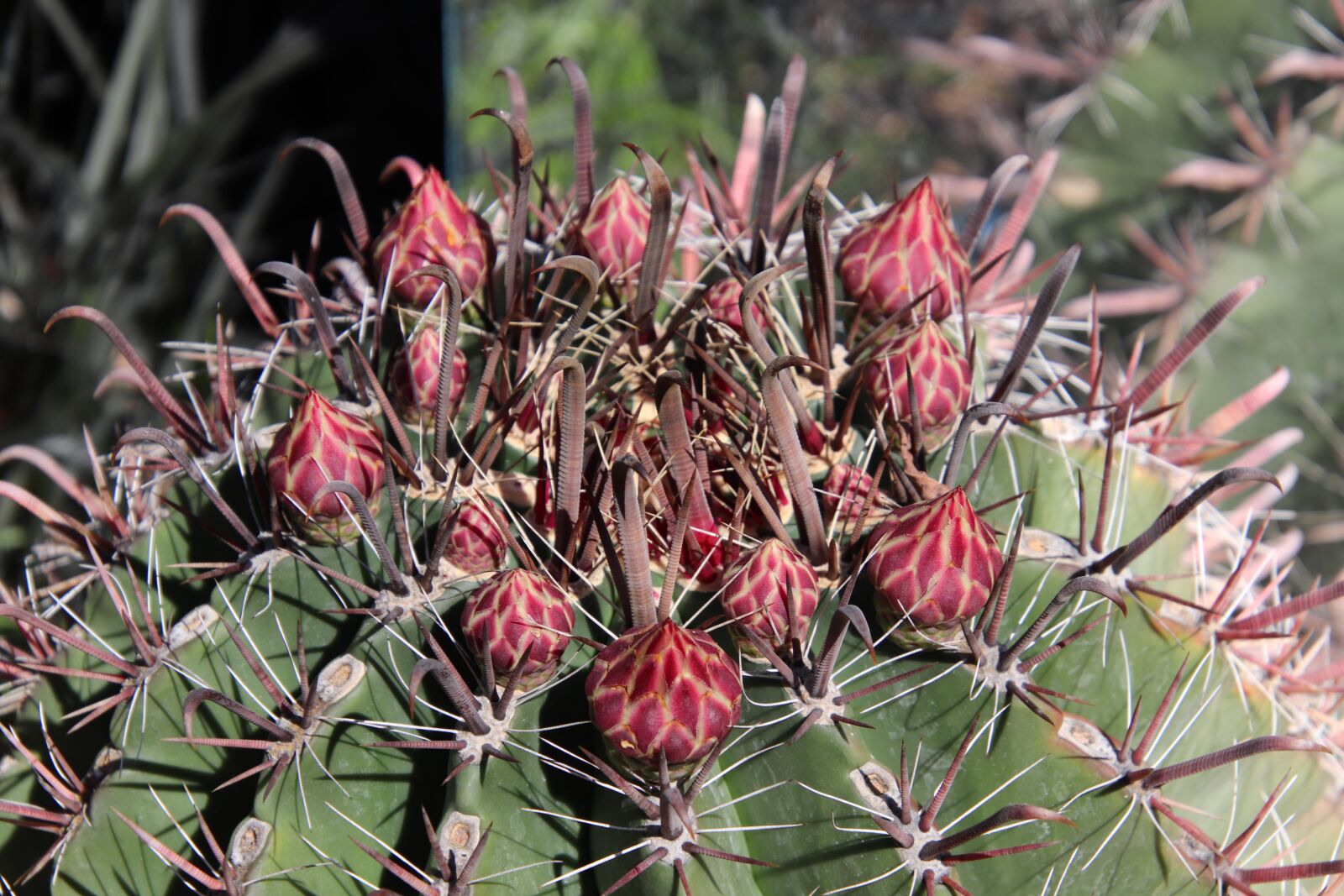 Canon EOS 800D (EOS Rebel T7i / EOS Kiss X9i) sample photo. Cactus, succulents, succulent photography
