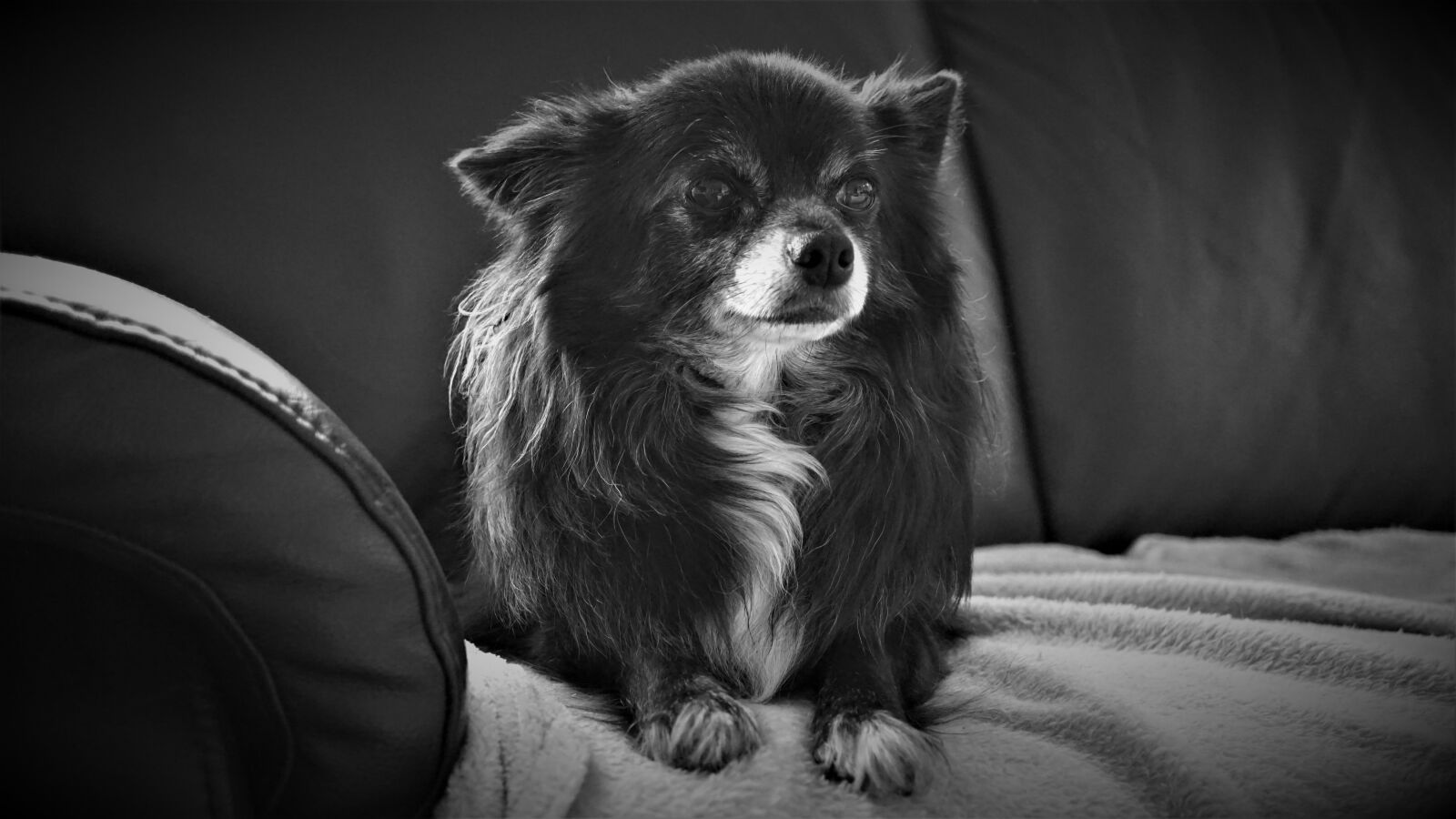 Sony a6000 sample photo. Chihuahua, black white, background photography