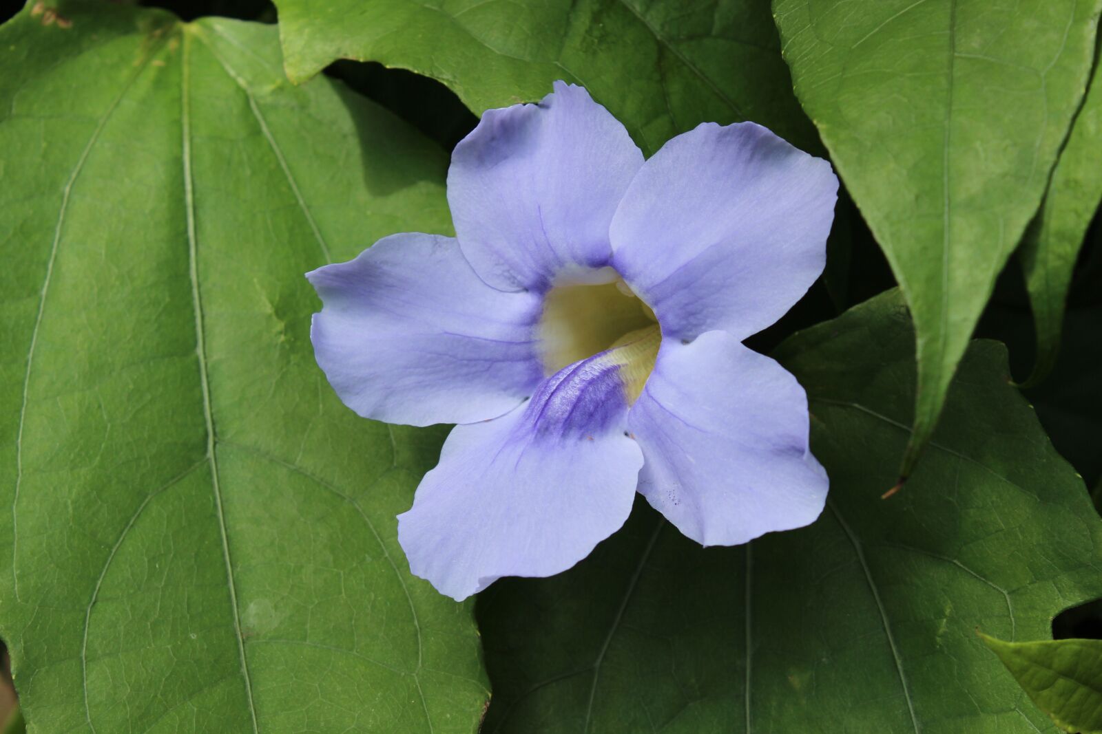 Canon EOS 600D (Rebel EOS T3i / EOS Kiss X5) sample photo. Flower, blue, leaves photography