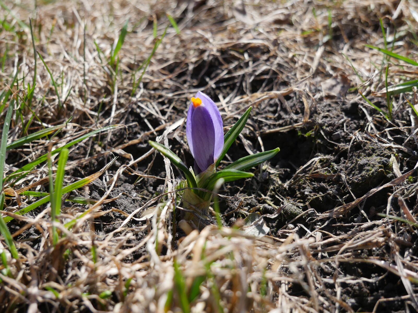 Panasonic Lumix DMC-GH4 sample photo. Nature, flower, rostock photography