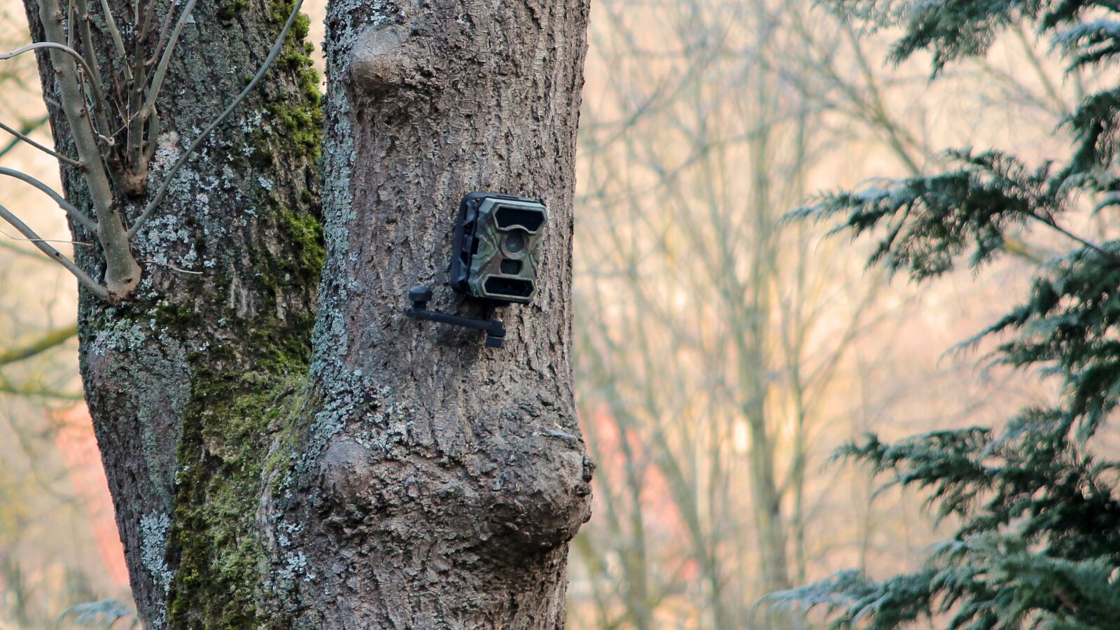 Canon EOS 600D (Rebel EOS T3i / EOS Kiss X5) + Canon EF 24-85mm F3.5-4.5 USM sample photo. Tree, camera, wildlife camera photography