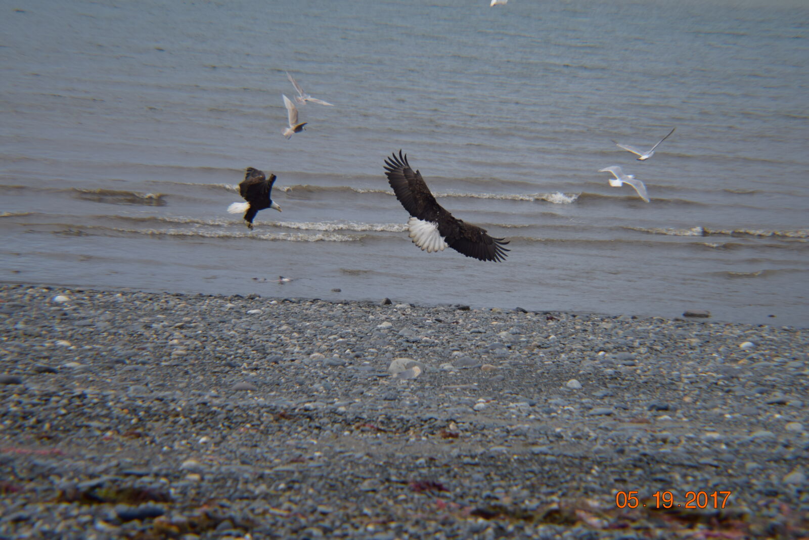 Nikon D3300 sample photo. Eagles, alaska, fishers photography
