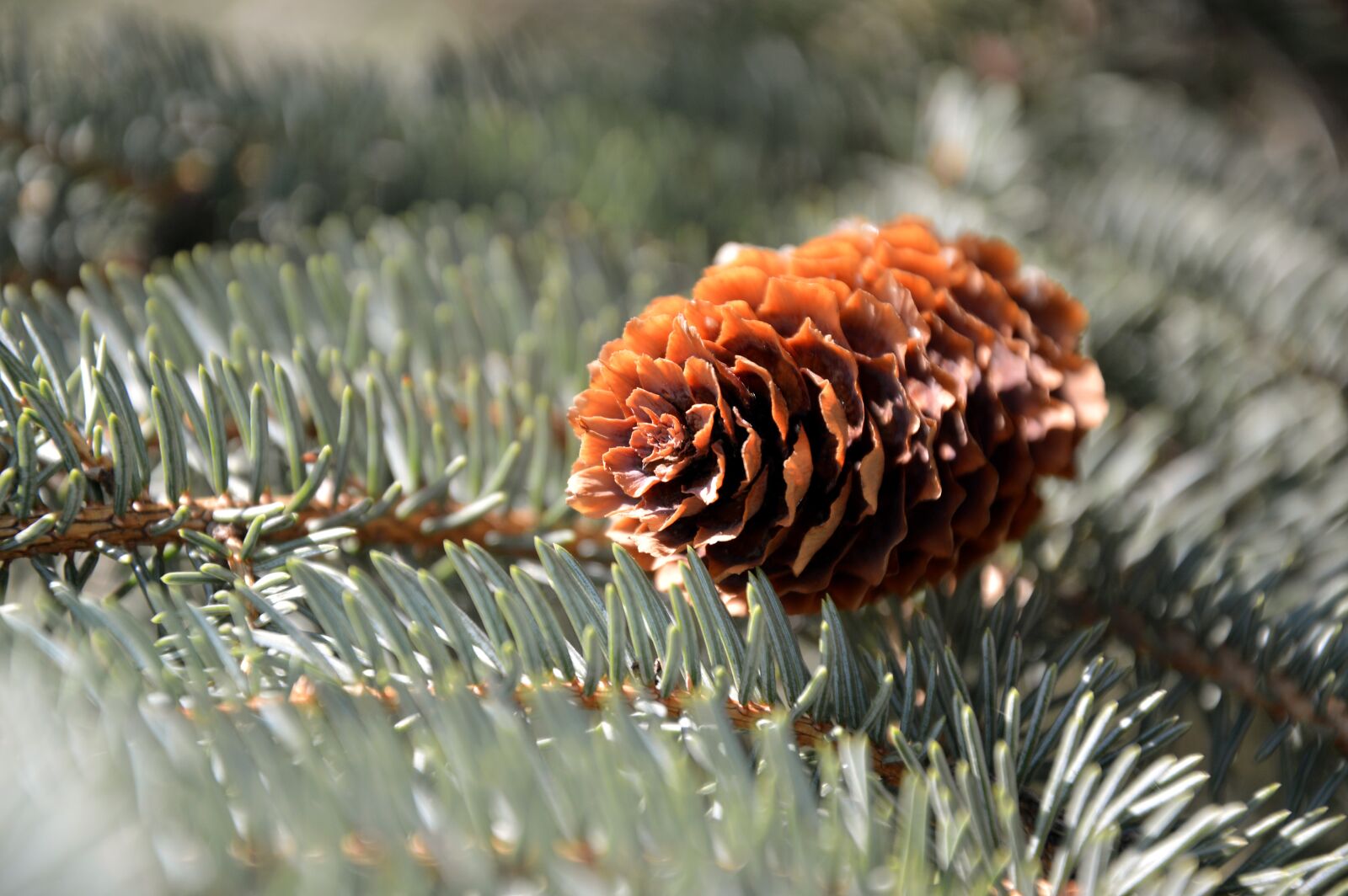 Nikon D3200 sample photo. Pine cones, fir tree photography