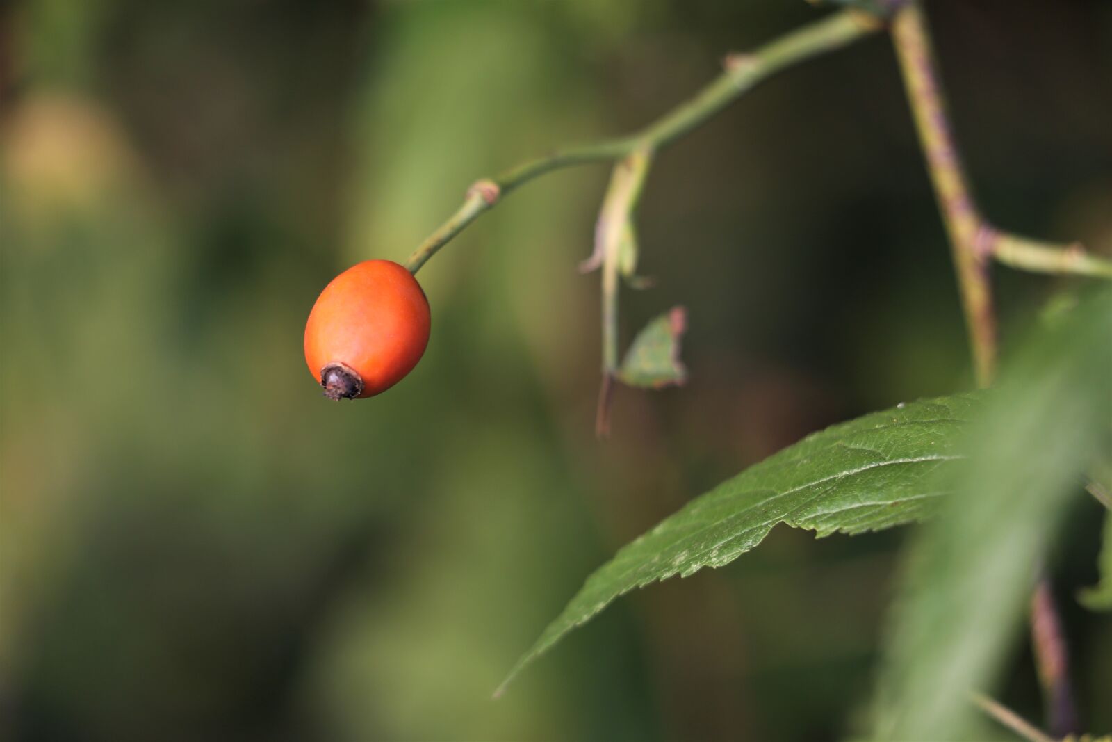 Canon EF 70-300 F4-5.6 IS II USM sample photo. Dog rose, red, green photography