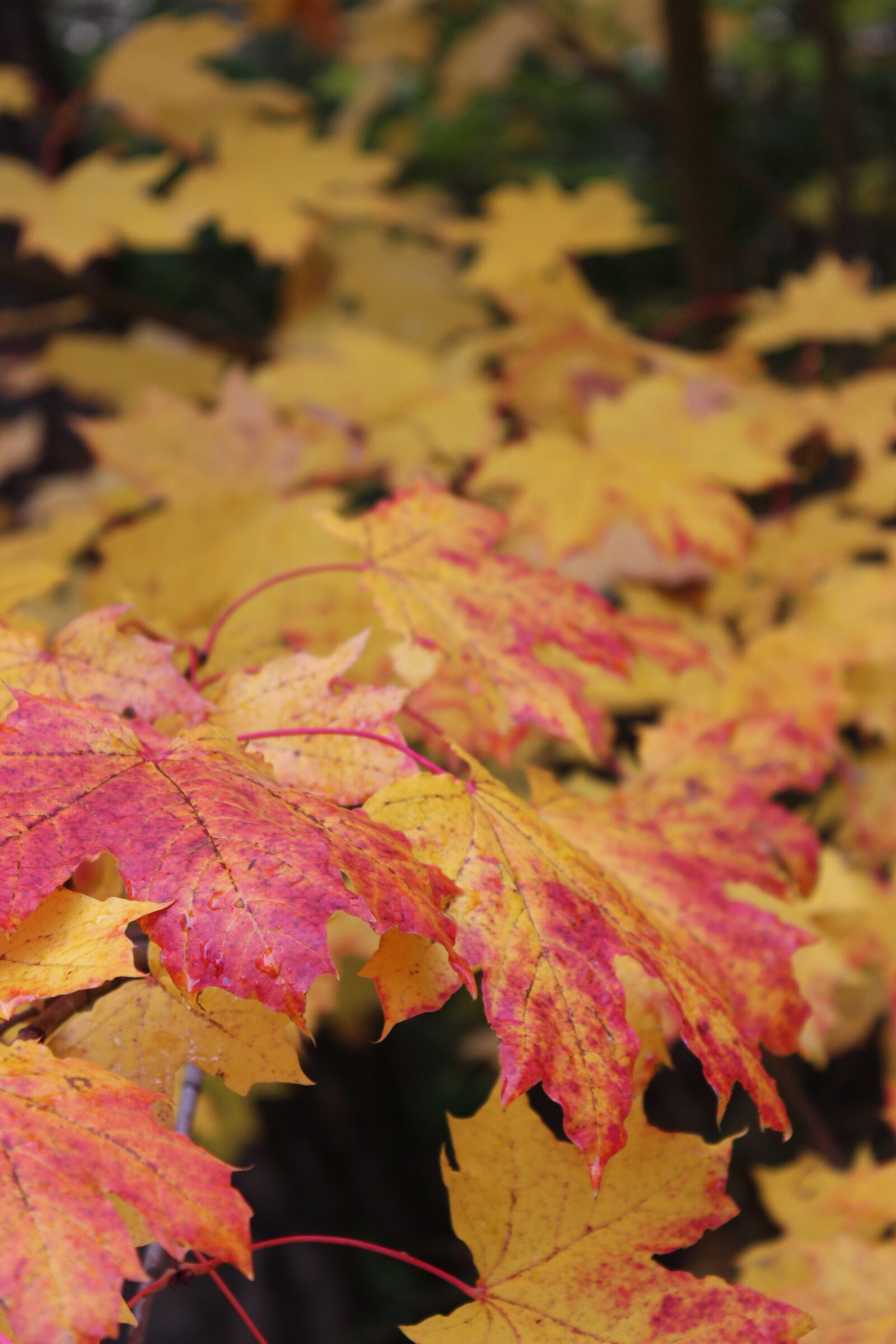 Canon EOS 600D (Rebel EOS T3i / EOS Kiss X5) sample photo. Outdoors, autumn, nature photography