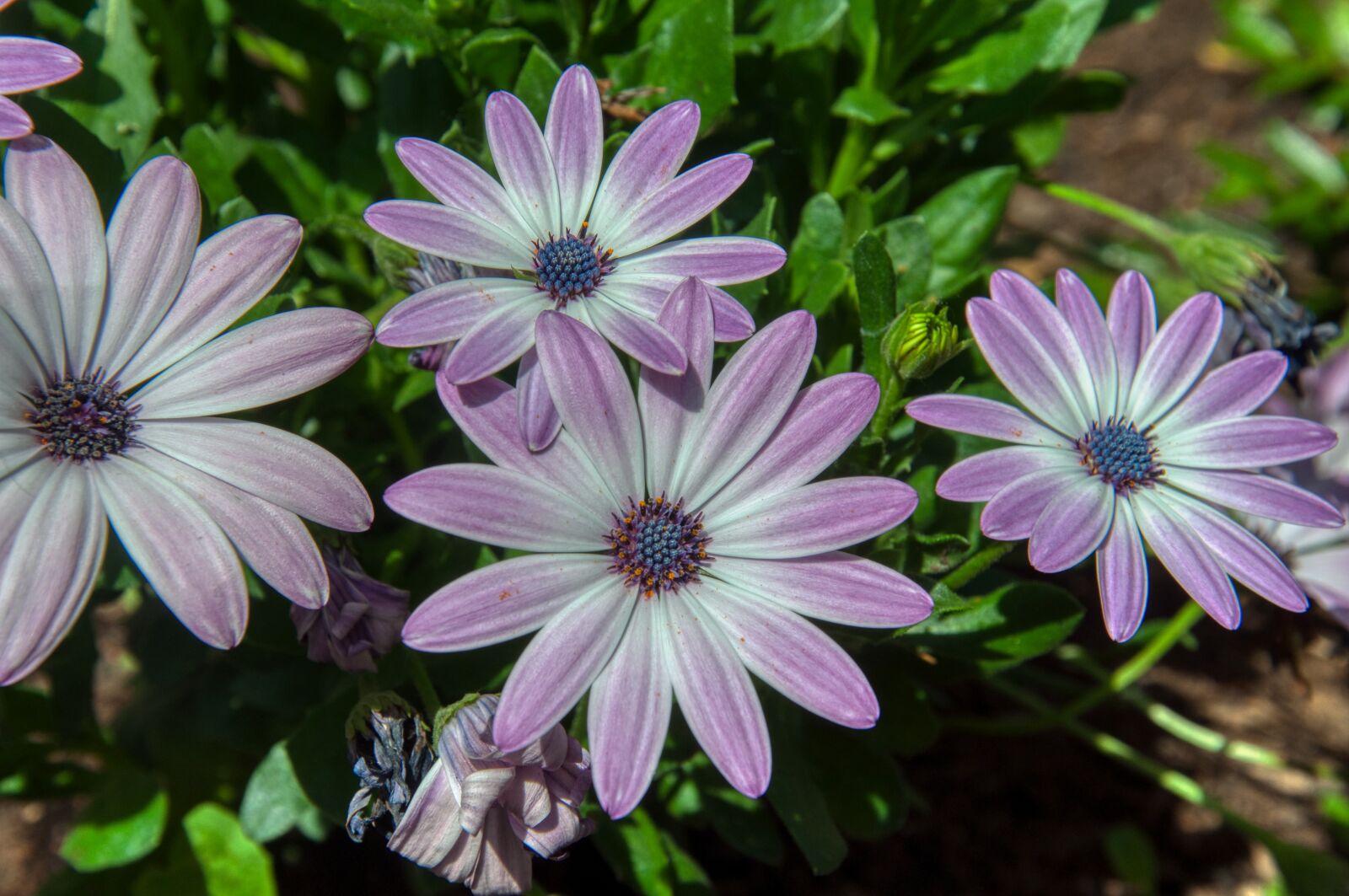 Nikon D5000 sample photo. Bornholm marguerite, cape basket photography
