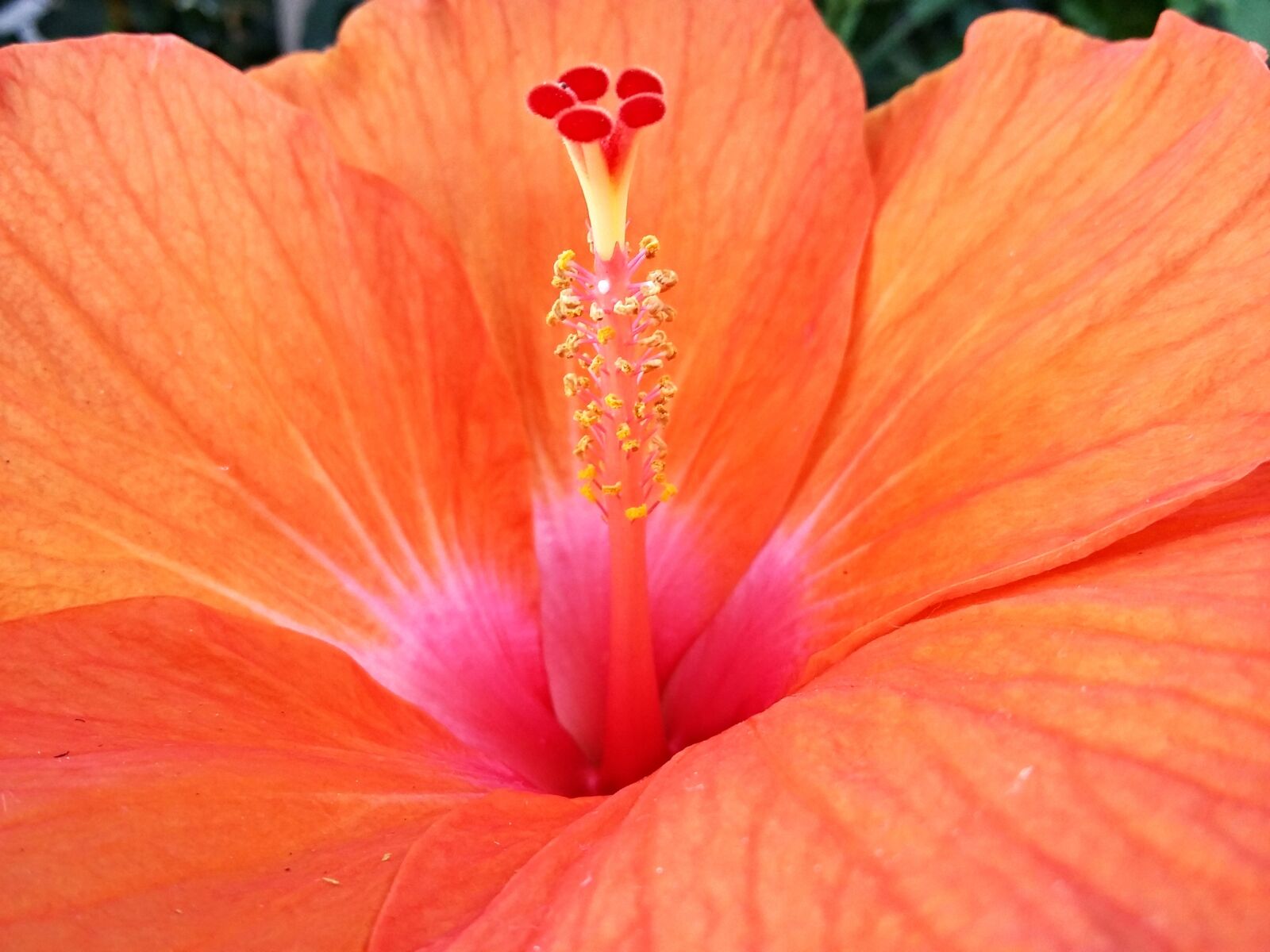 Samsung Galaxy Grand Prime sample photo. Orange hibiscus, flower, nature photography