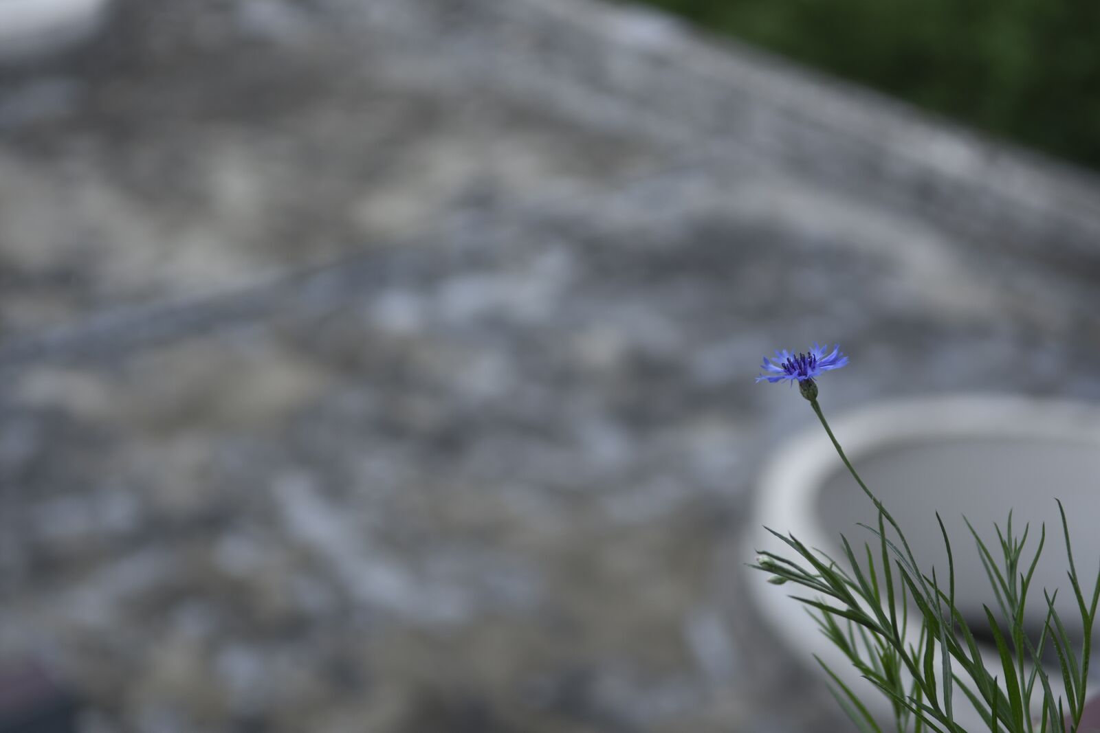 Nikon D7200 sample photo. Flowers, white flower, green photography