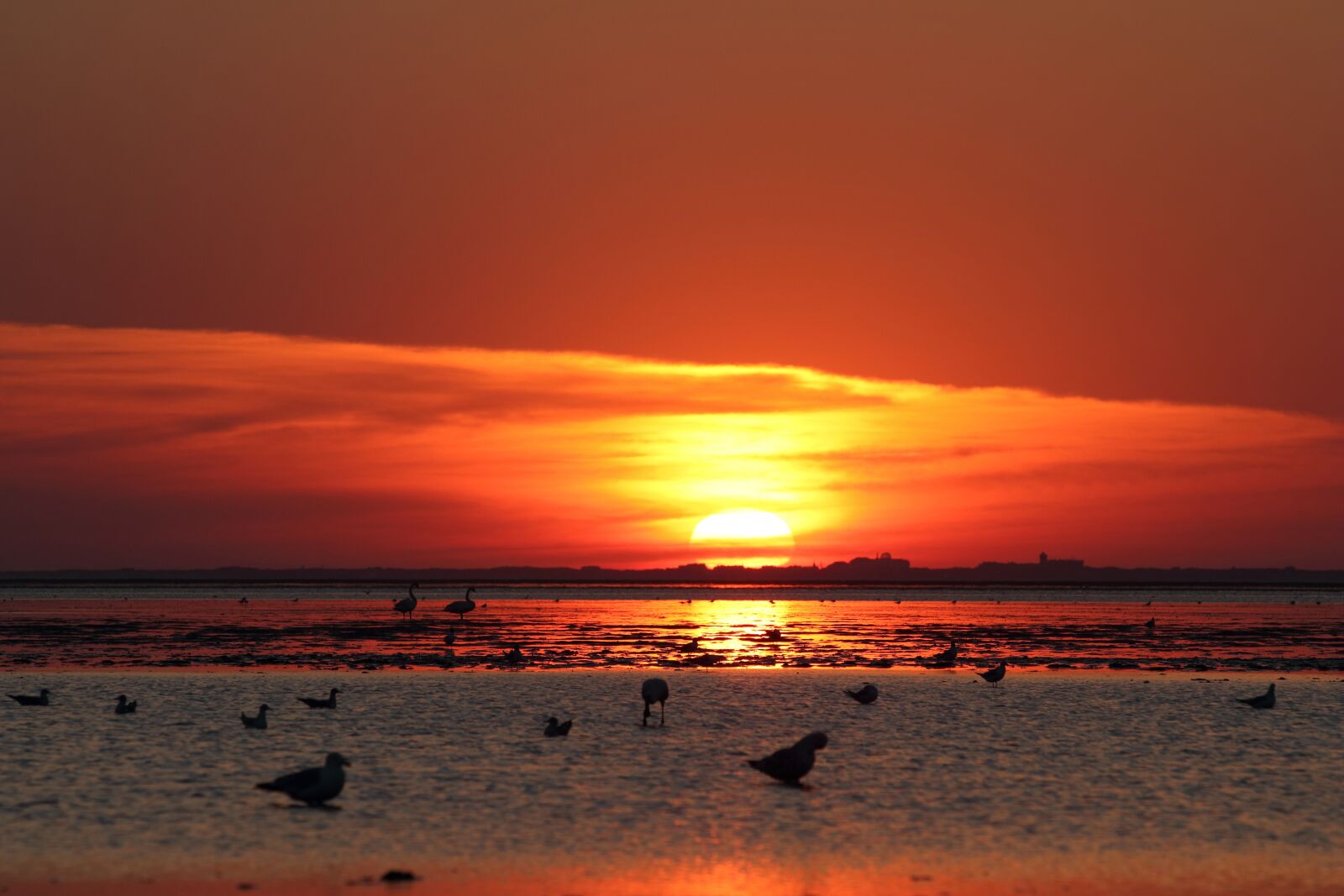 Canon EOS 80D sample photo. Sunset, gulls, sun photography