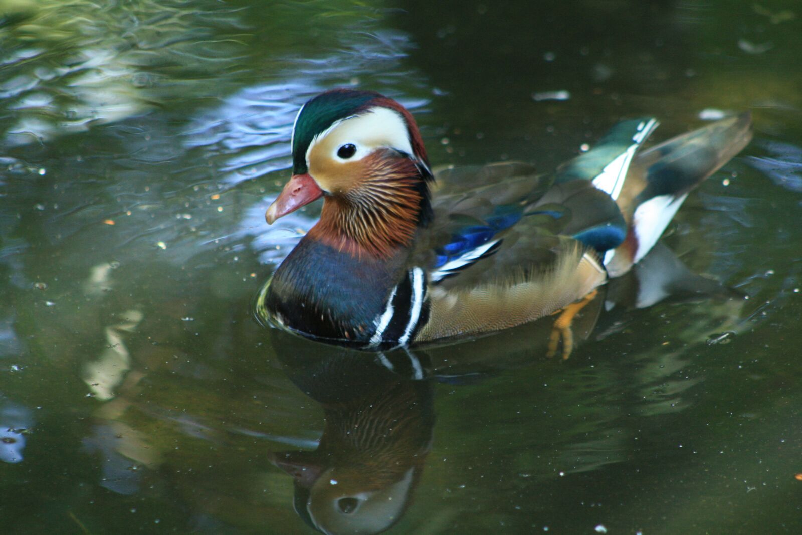 Canon EOS 1000D (EOS Digital Rebel XS / EOS Kiss F) sample photo. Duck, water, water bird photography
