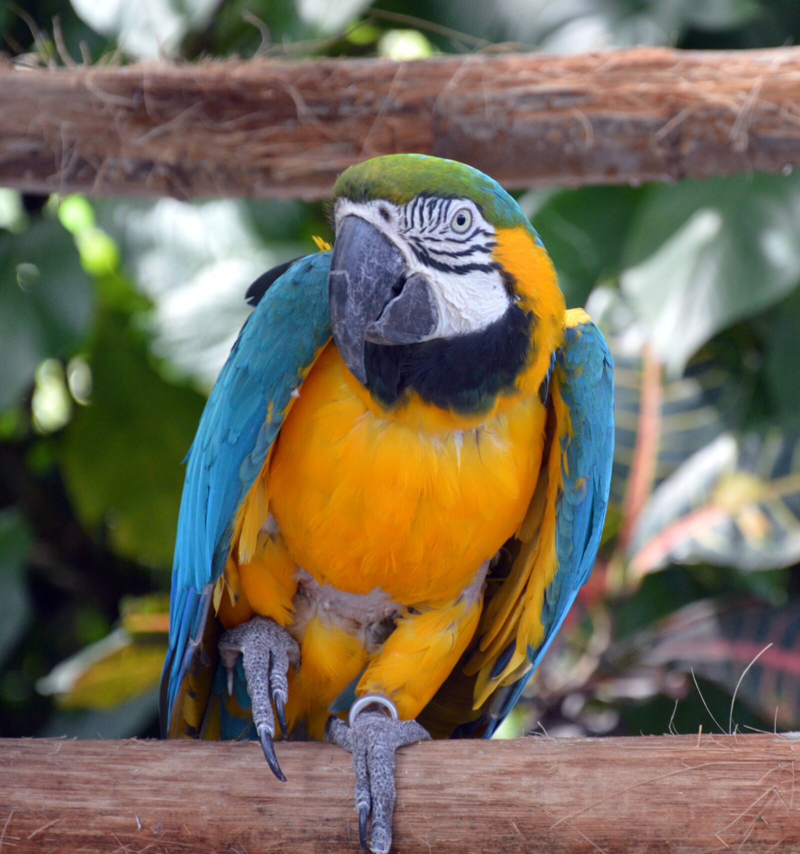 Nikon D3200 sample photo. Pen, parrot, color photography